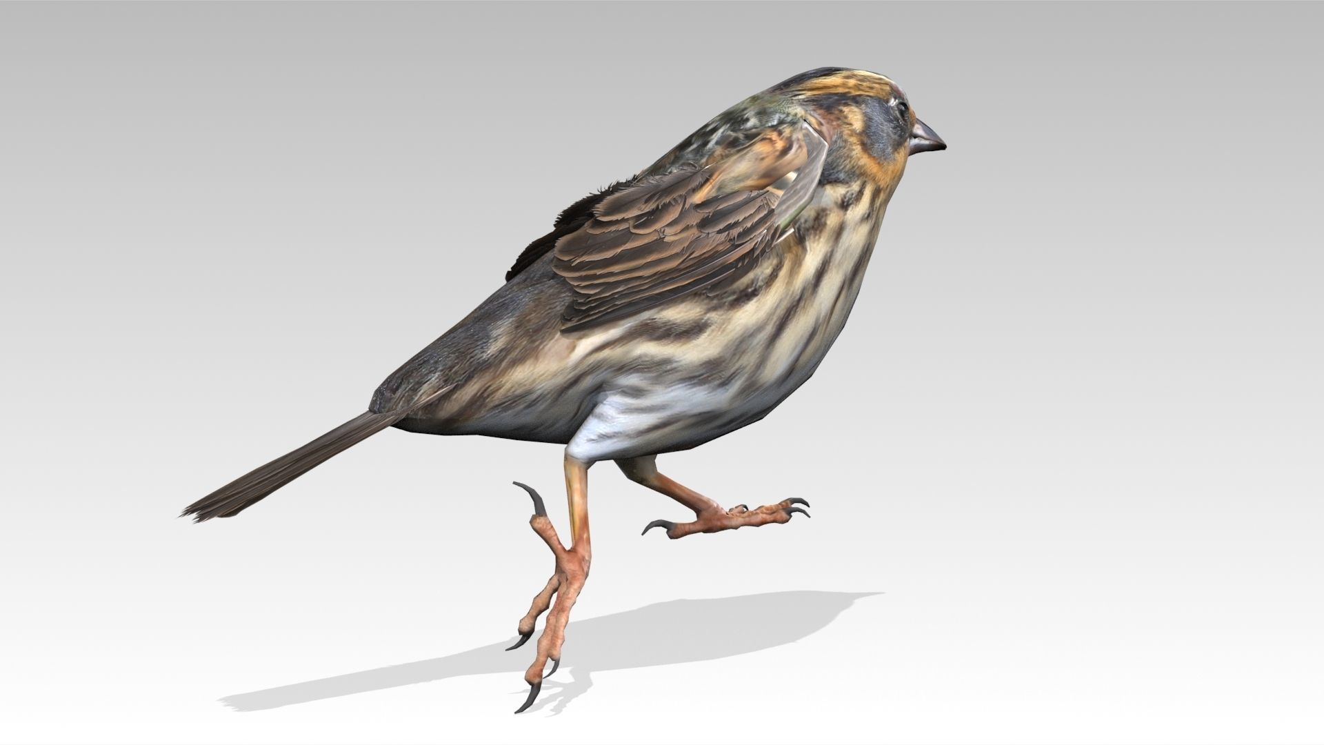 Saltmarsh Sparrow Low-poly 3D model_5