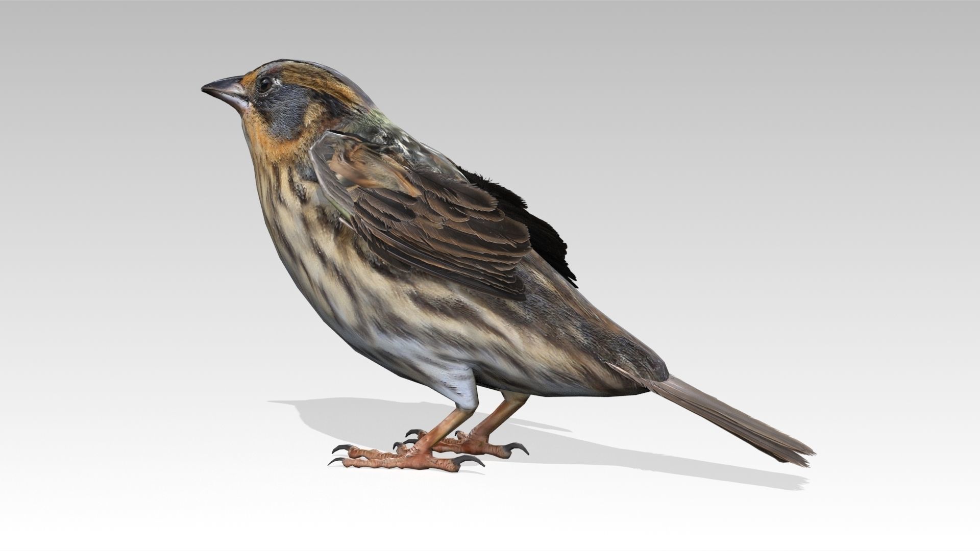 Saltmarsh Sparrow Low-poly 3D model_4