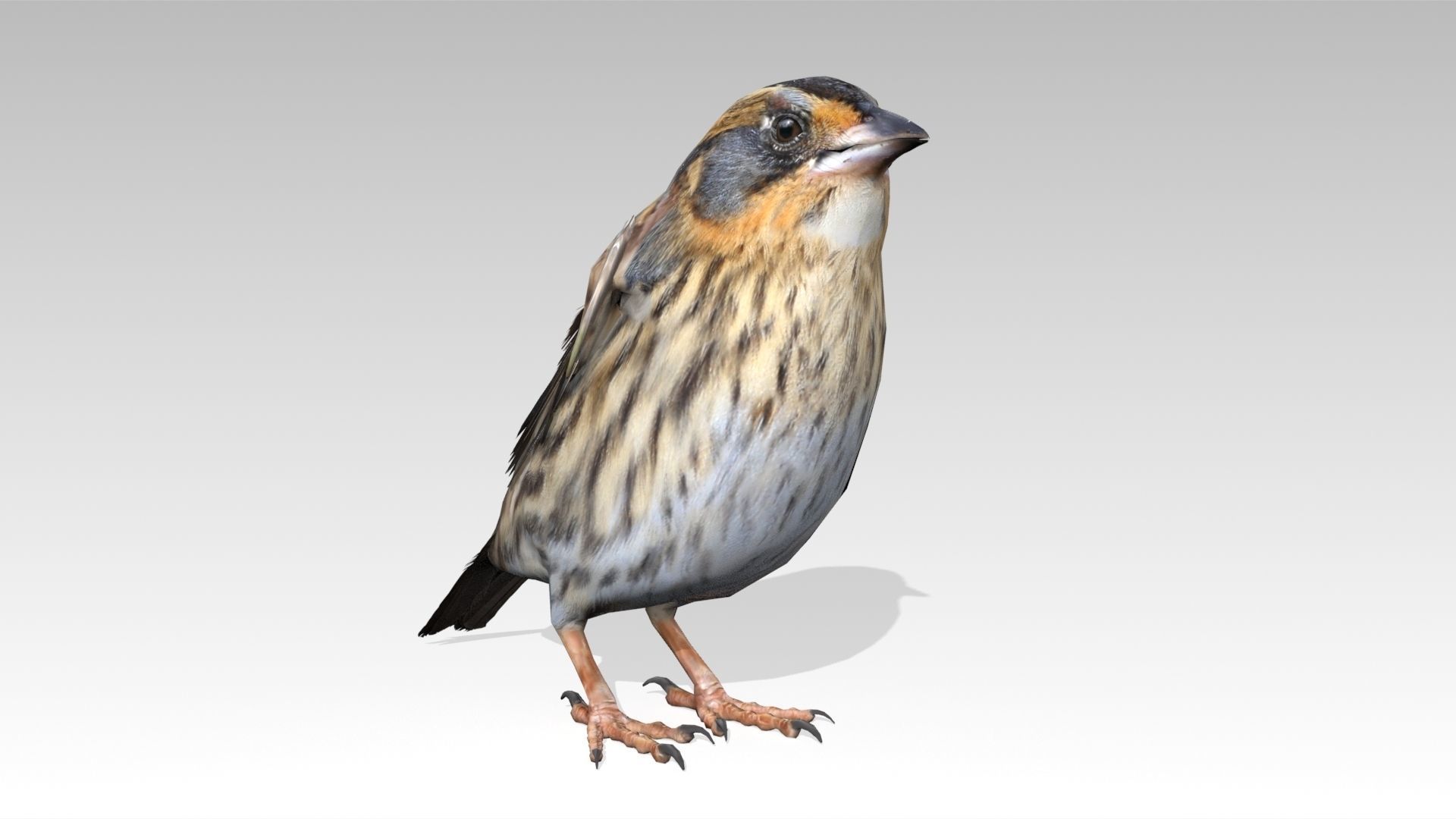 Saltmarsh Sparrow Low-poly 3D model_2