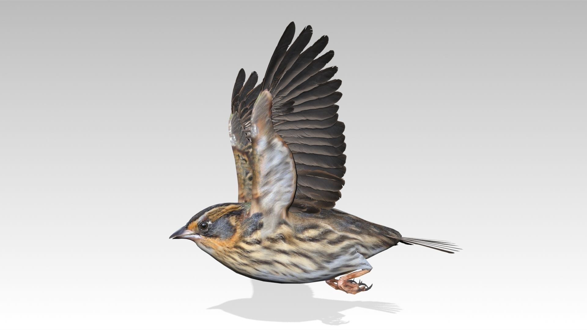 Saltmarsh Sparrow Low-poly 3D model_8
