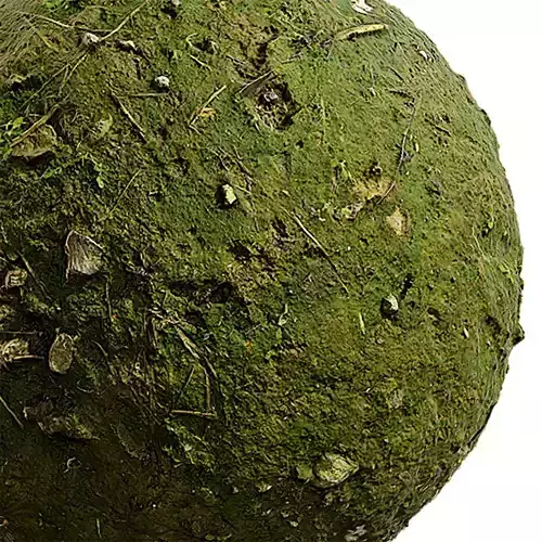 Moss Seamless Texture 2K - EXR 5 - JPG 5 Texture