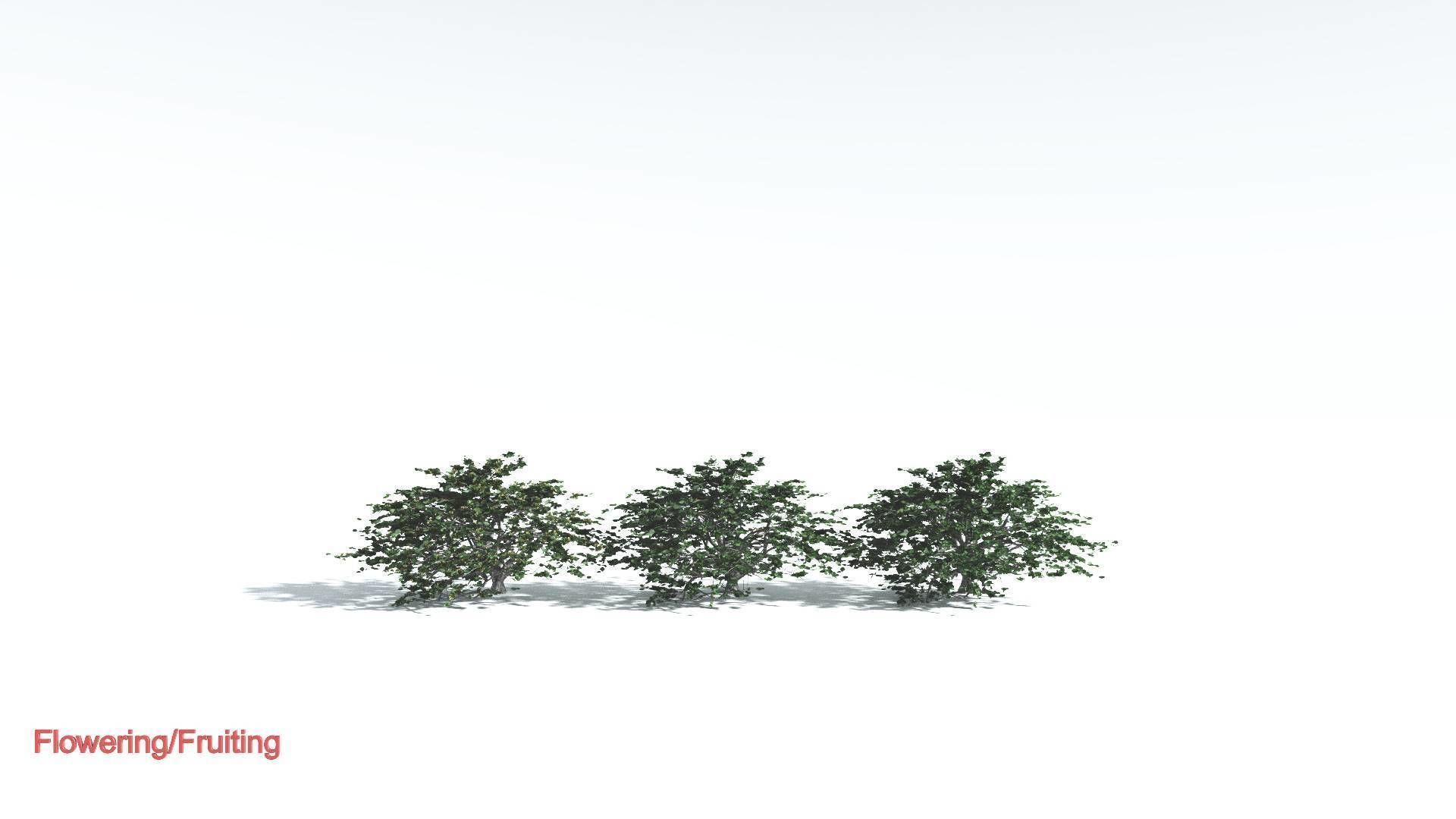 EVERYPlant Tree Heliotrope 3 --14 Models-- 3D model_1