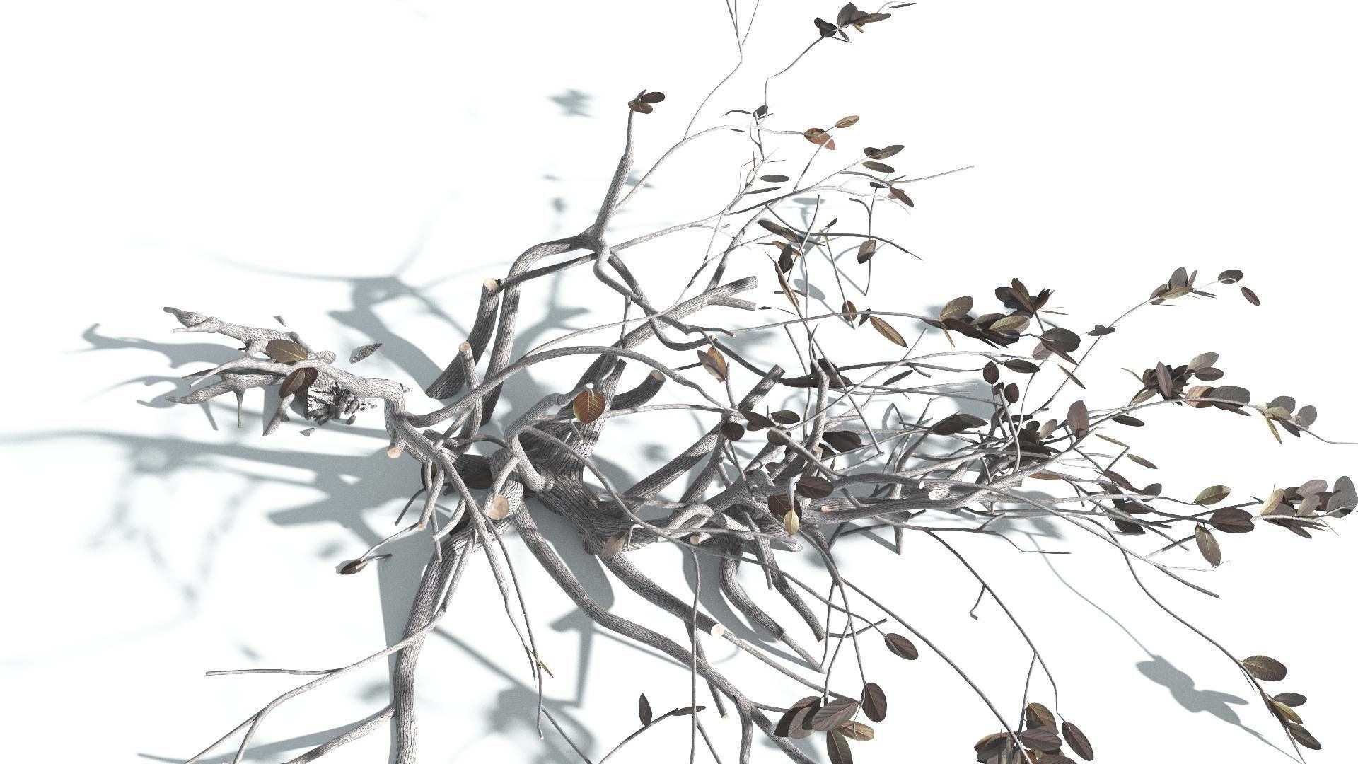 EVERYPlant Tree Heliotrope 3 --14 Models-- 3D model_20