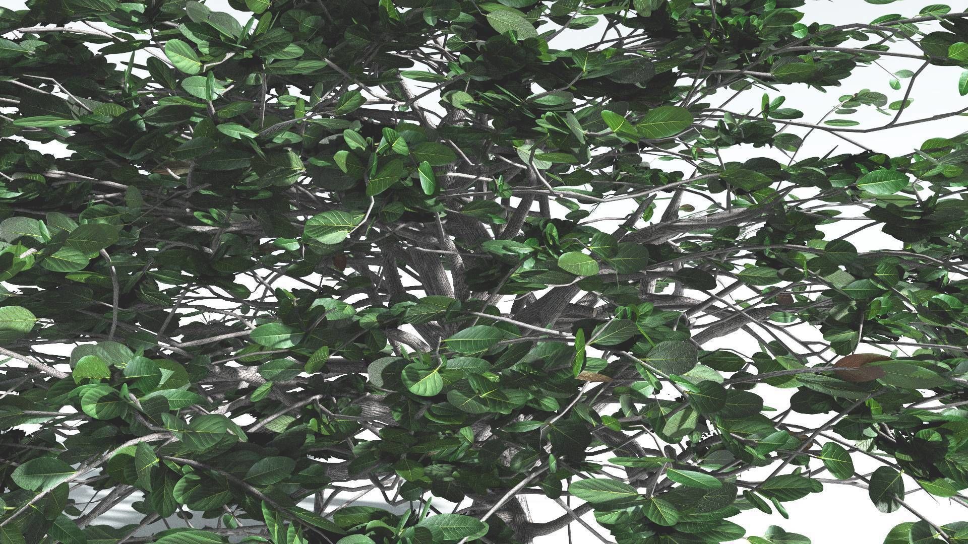 EVERYPlant Tree Heliotrope 3 --14 Models-- 3D model_6
