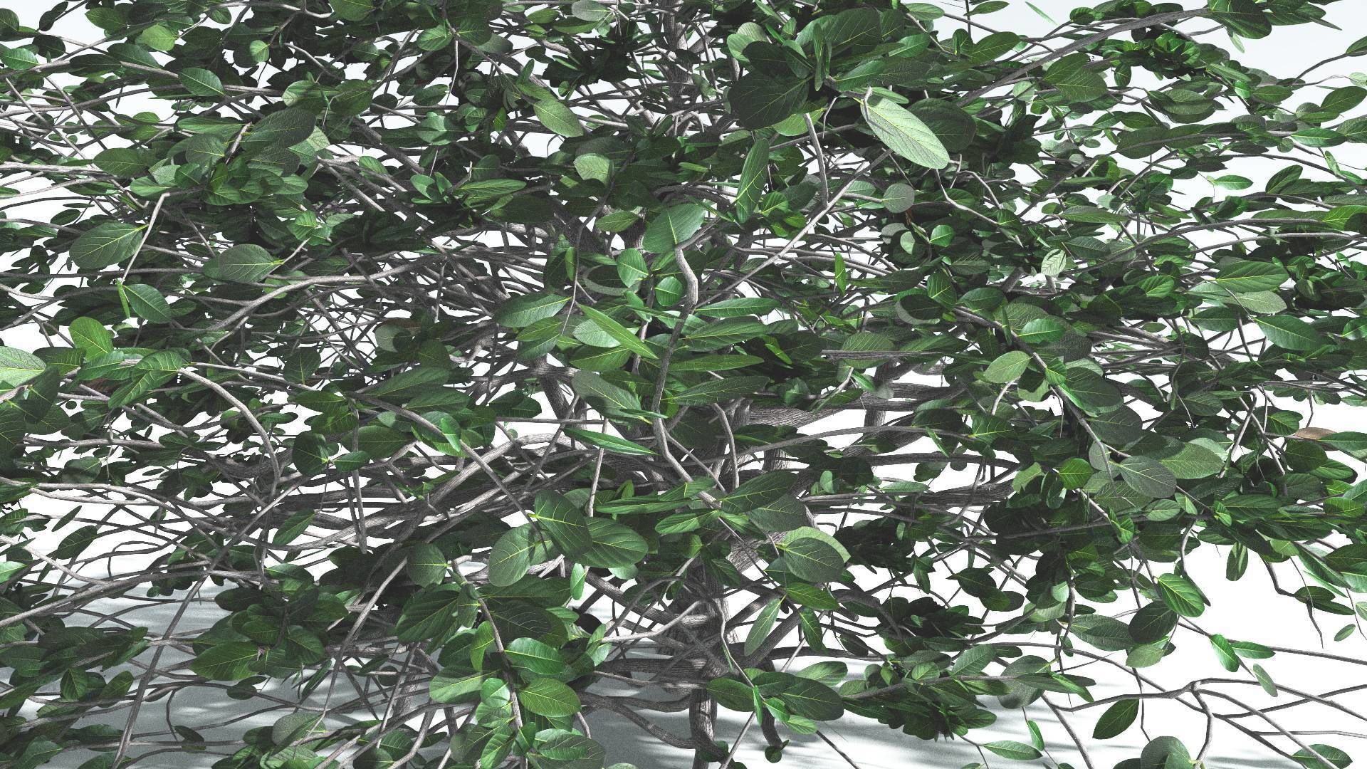 EVERYPlant Tree Heliotrope 3 --14 Models-- 3D model_22