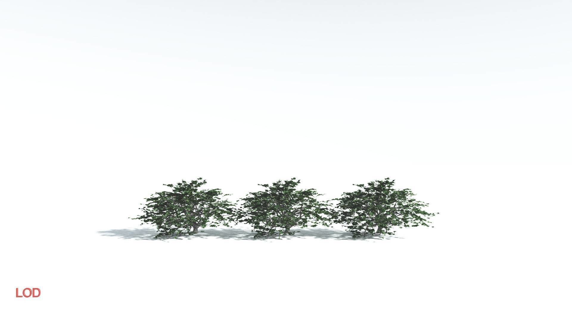 EVERYPlant Tree Heliotrope 3 --14 Models-- 3D model_4