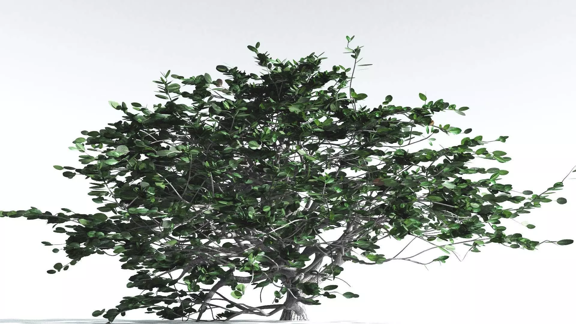 EVERYPlant Tree Heliotrope 3 --14 Models-- 3D model_0