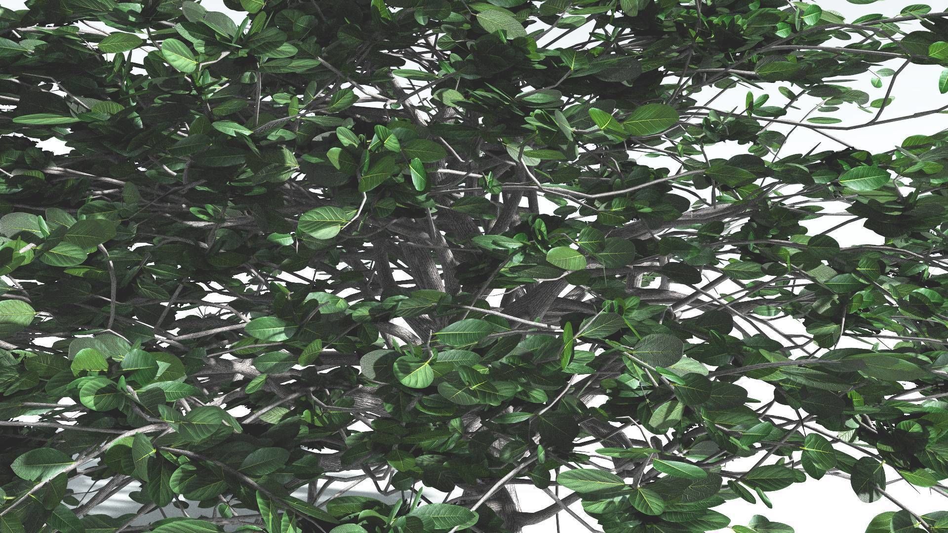 EVERYPlant Tree Heliotrope 3 --14 Models-- 3D model_12