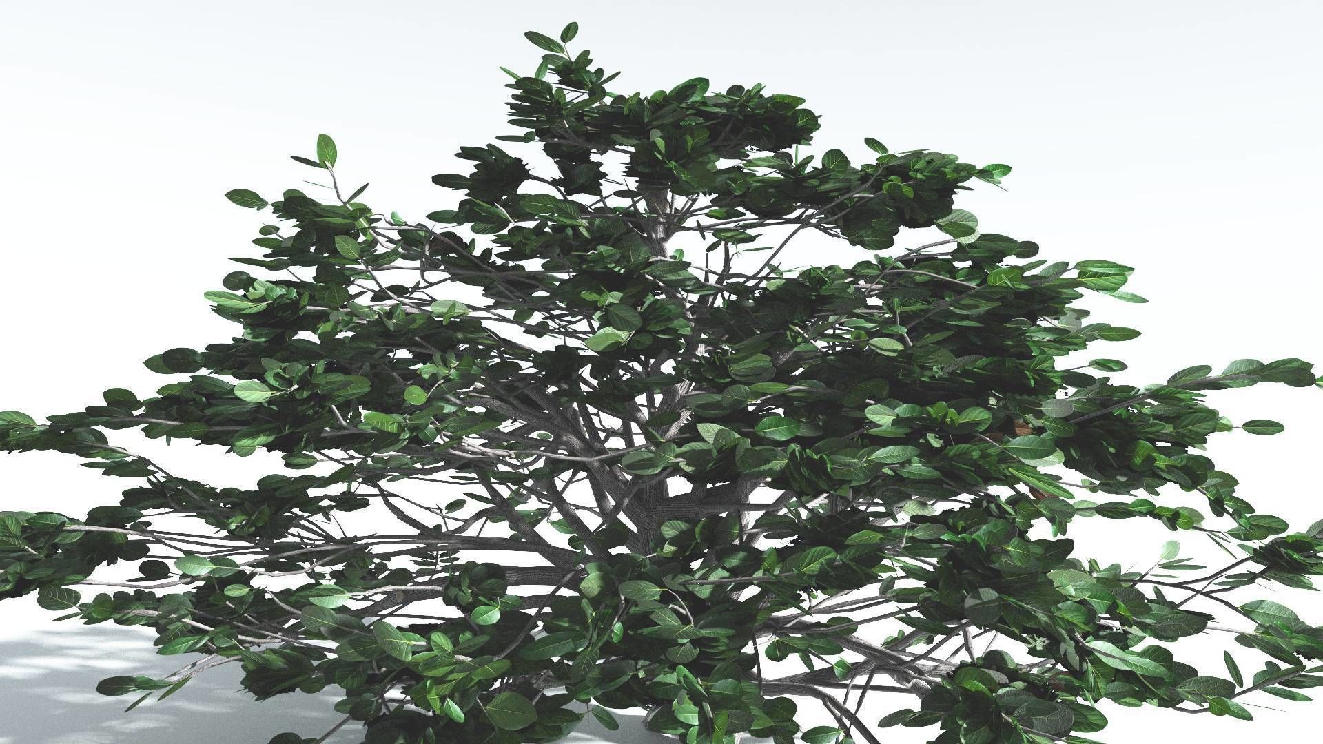 EVERYPlant Tree Heliotrope 3 --14 Models-- 3D model_24