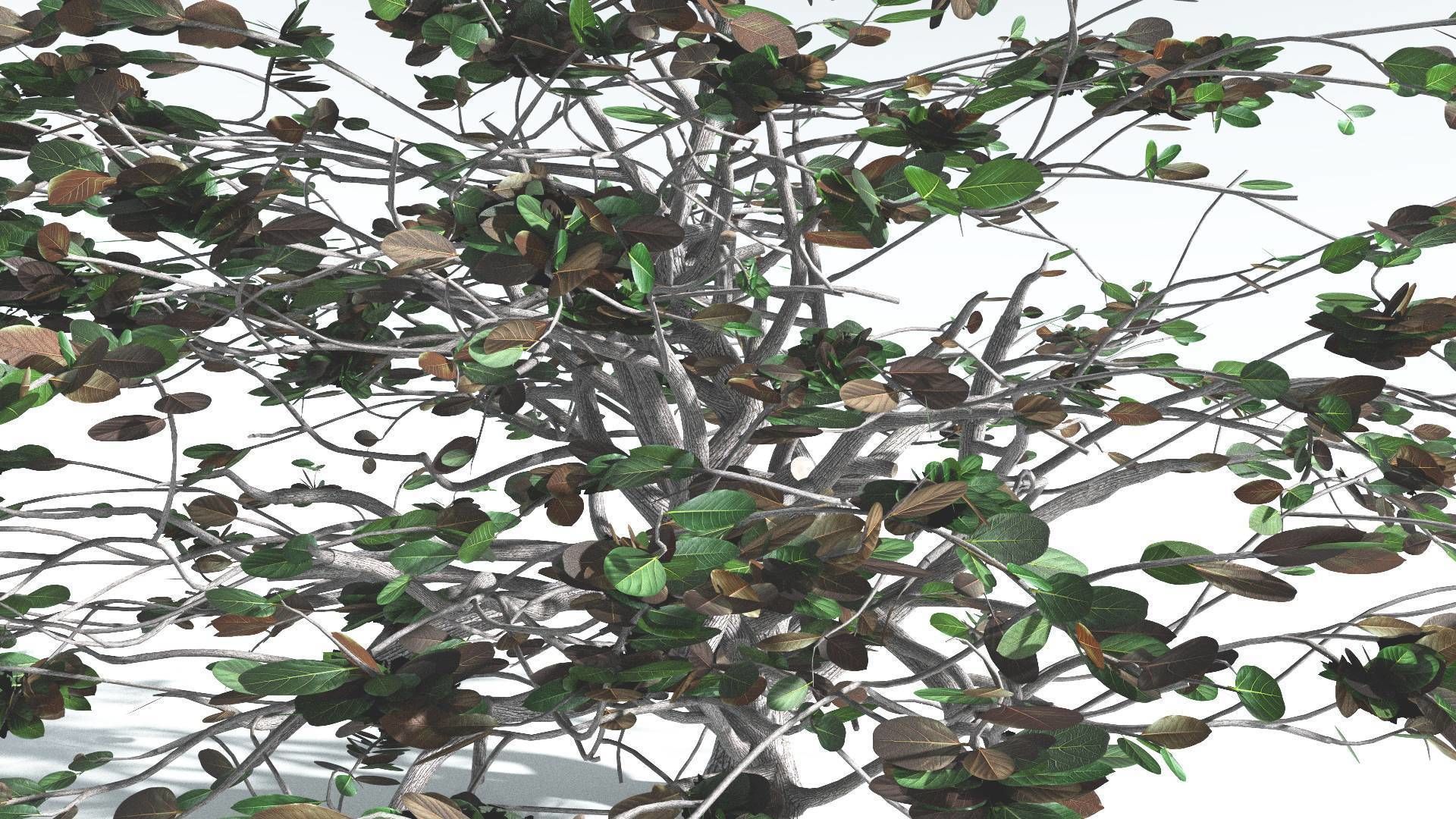 EVERYPlant Tree Heliotrope 3 --14 Models-- 3D model_14