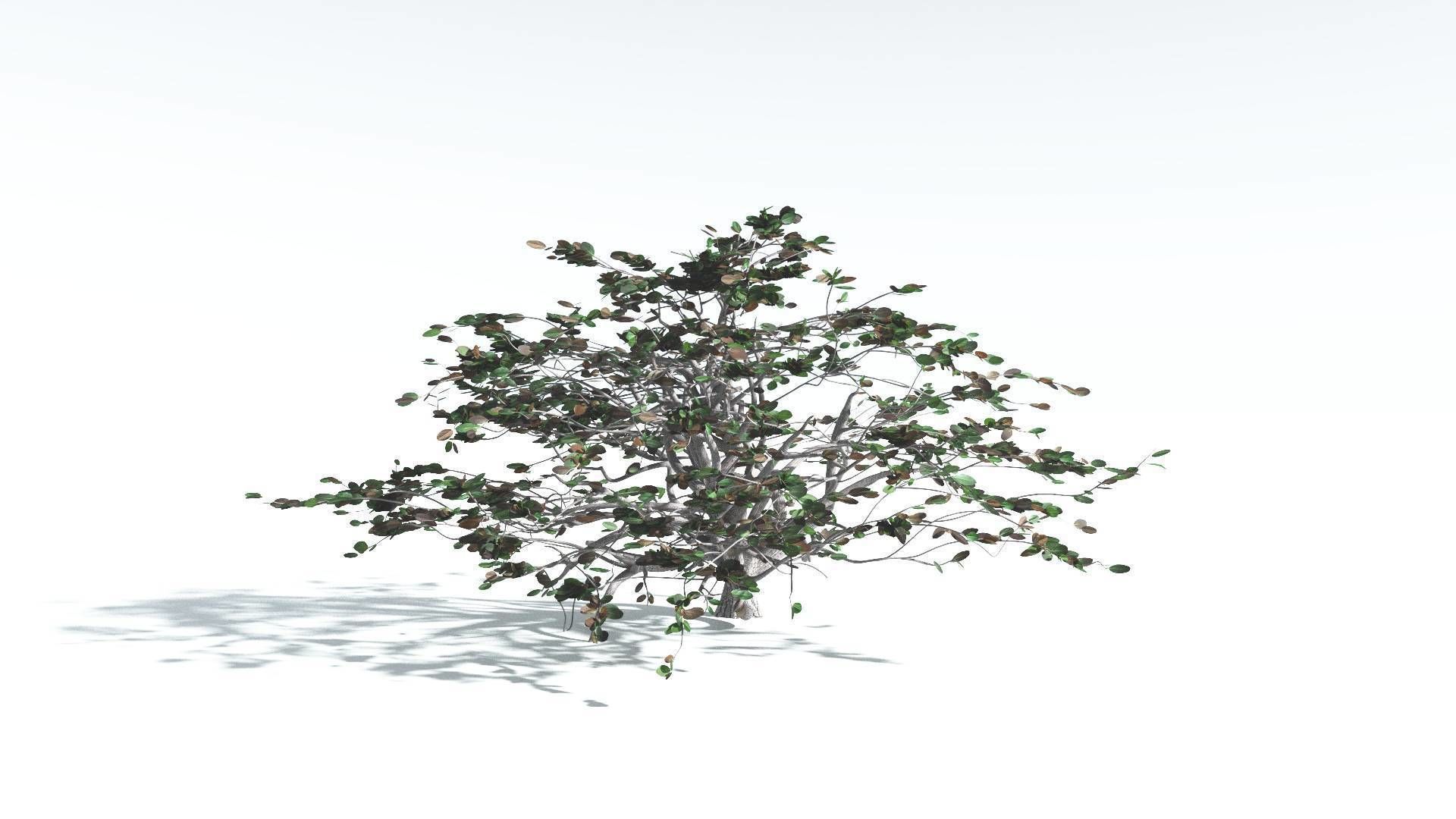 EVERYPlant Tree Heliotrope 3 --14 Models-- 3D model_13