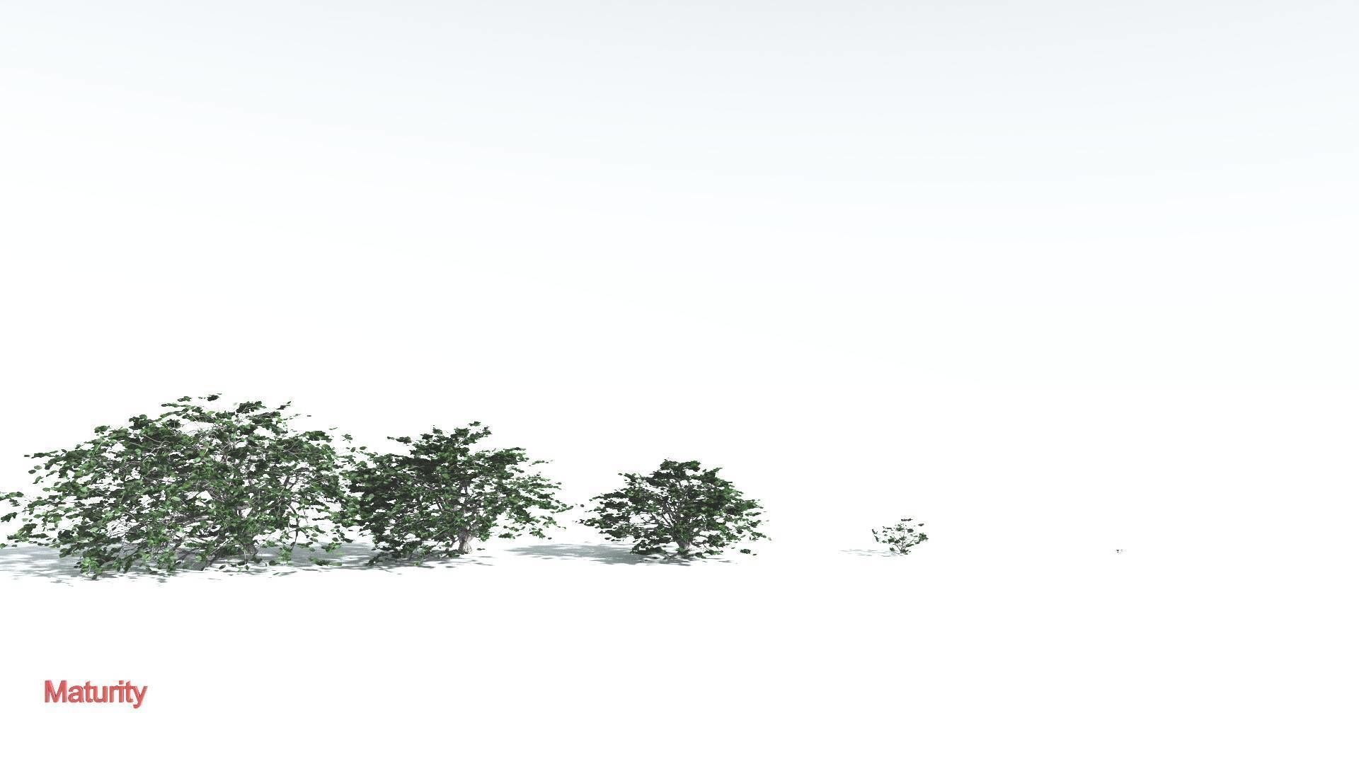 EVERYPlant Tree Heliotrope 3 --14 Models-- 3D model_3