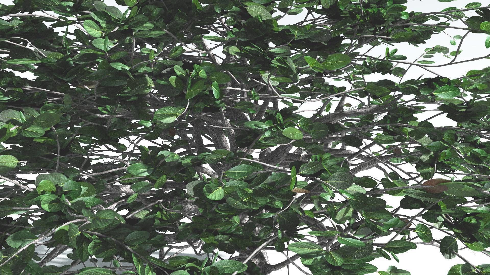 EVERYPlant Tree Heliotrope 3 --14 Models-- 3D model_32