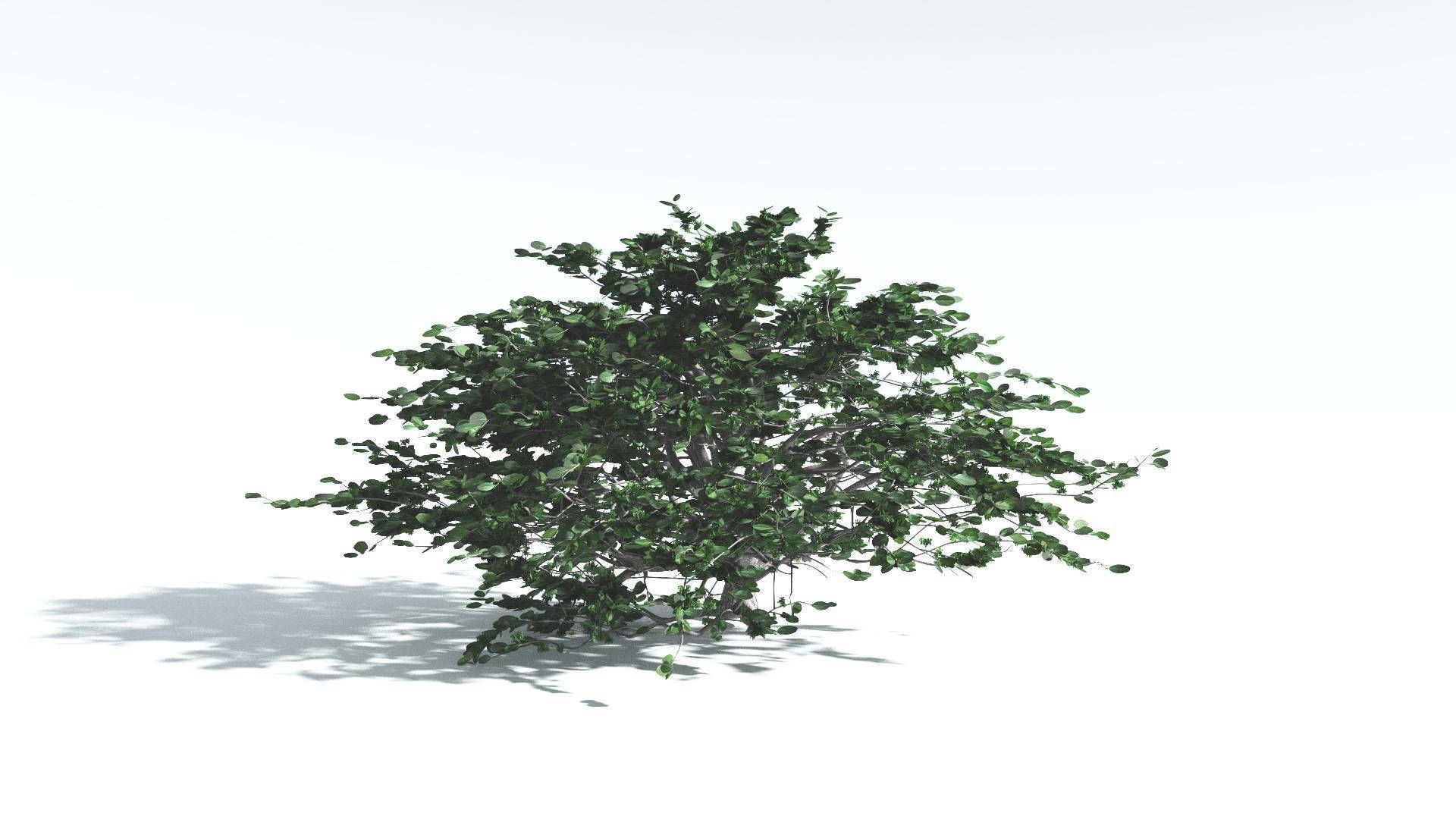 EVERYPlant Tree Heliotrope 3 --14 Models-- 3D model_9