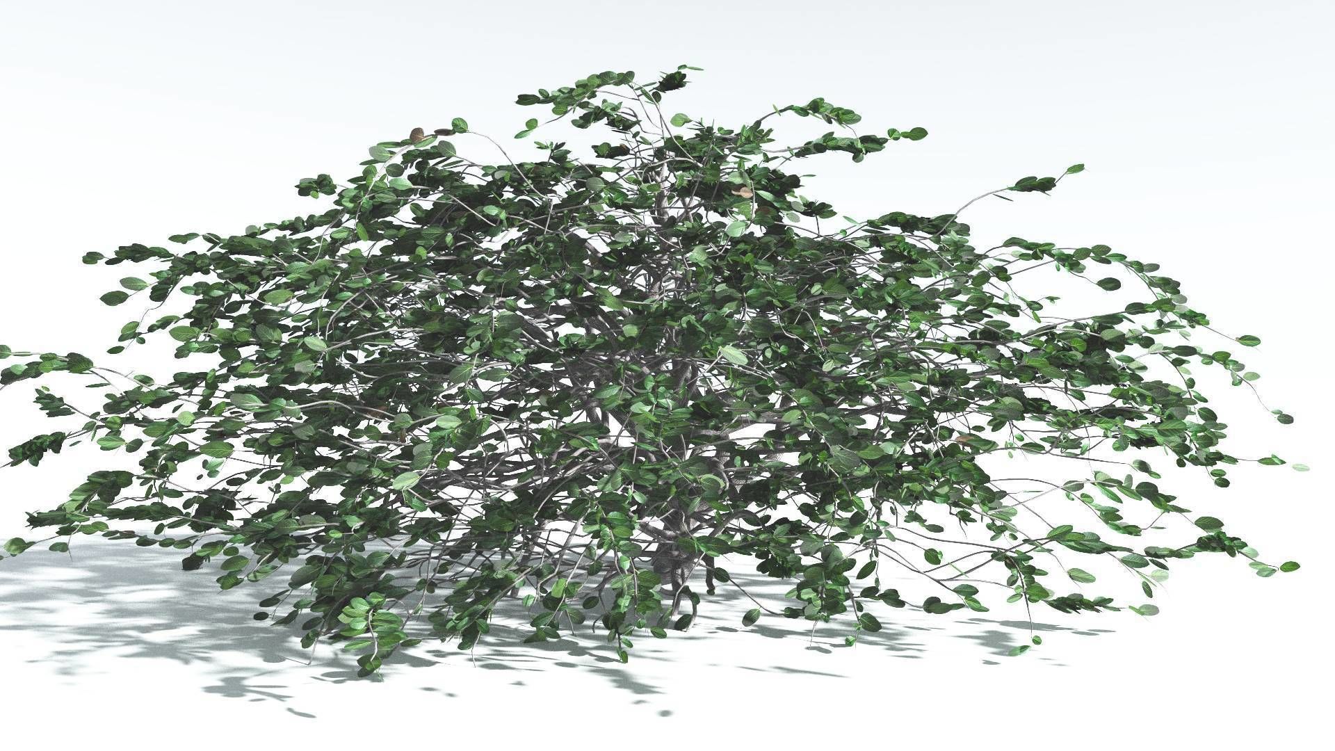 EVERYPlant Tree Heliotrope 3 --14 Models-- 3D model_21