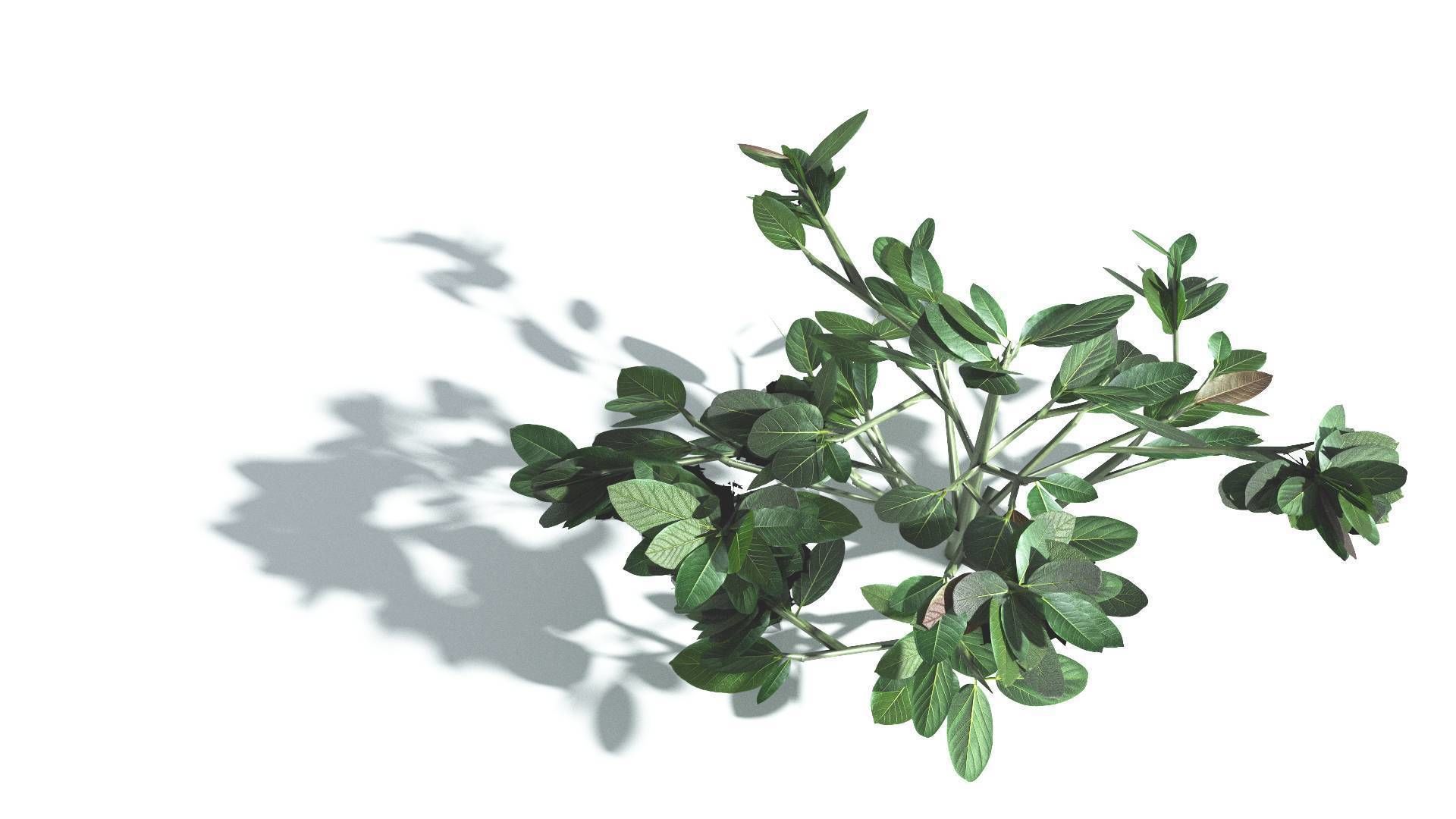 EVERYPlant Tree Heliotrope 3 --14 Models-- 3D model_28