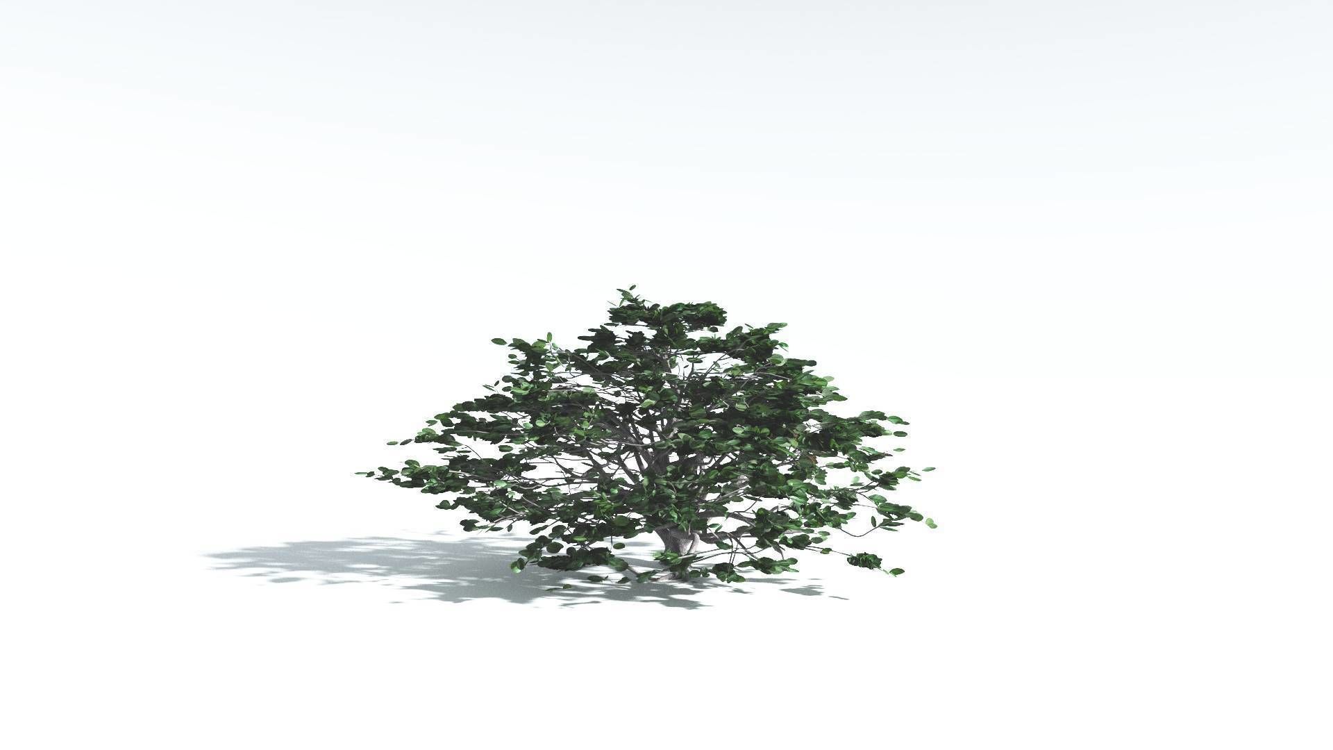 EVERYPlant Tree Heliotrope 3 --14 Models-- 3D model_23