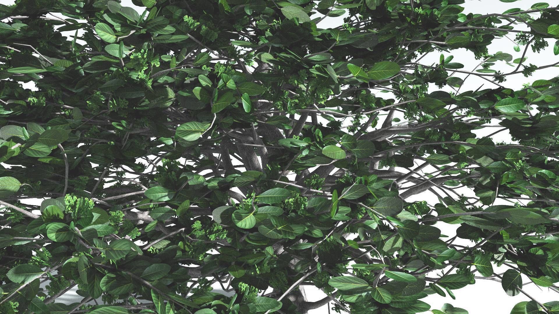 EVERYPlant Tree Heliotrope 3 --14 Models-- 3D model_10