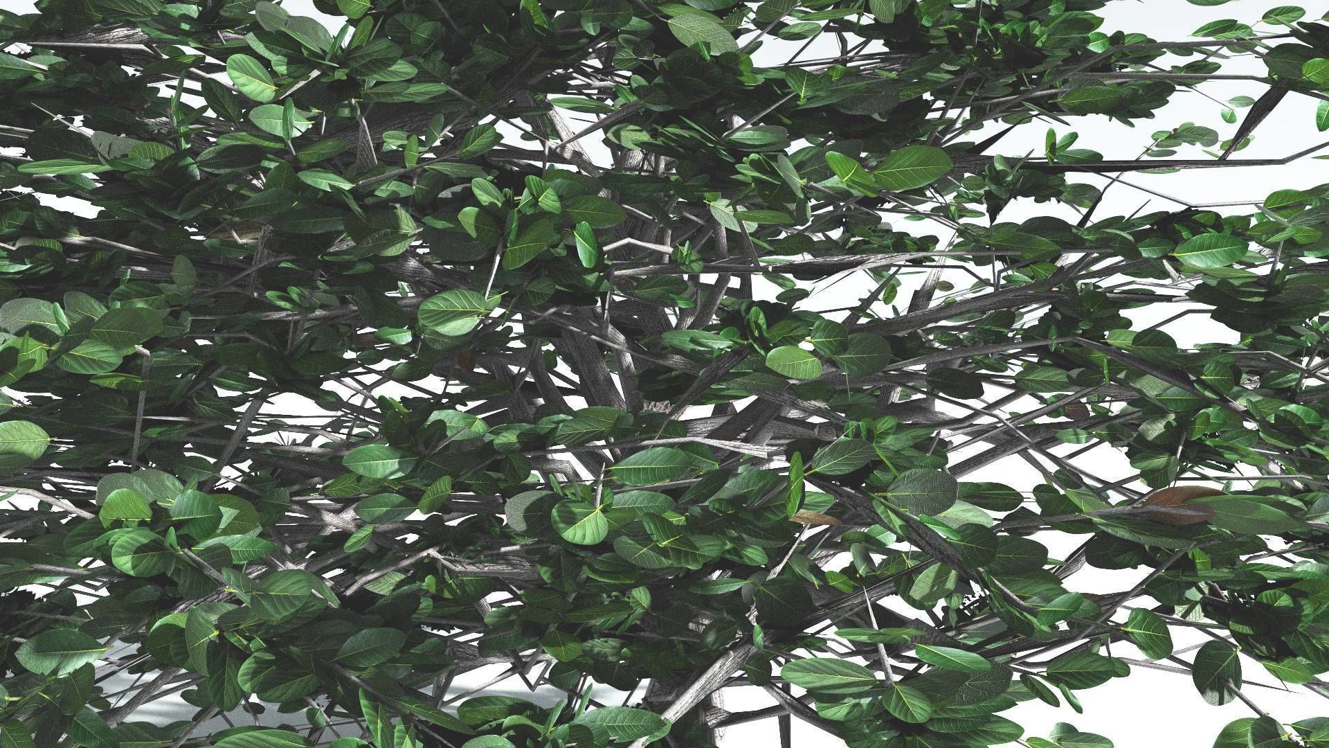 EVERYPlant Tree Heliotrope 3 --14 Models-- 3D model_30