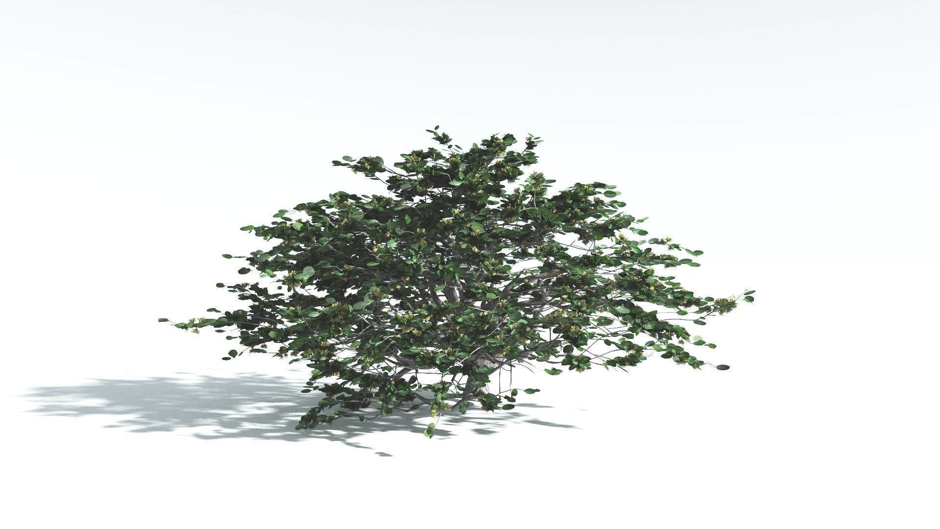 EVERYPlant Tree Heliotrope 3 --14 Models-- 3D model_7