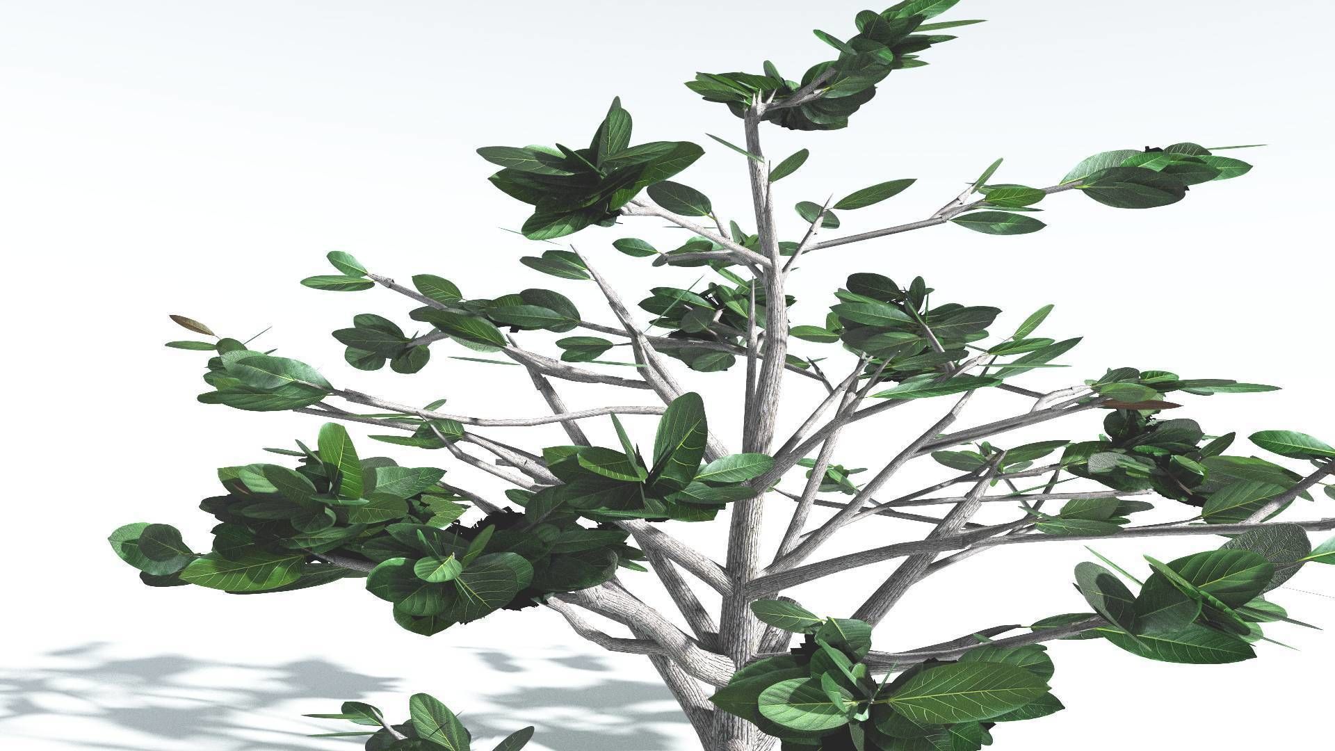 EVERYPlant Tree Heliotrope 3 --14 Models-- 3D model_26