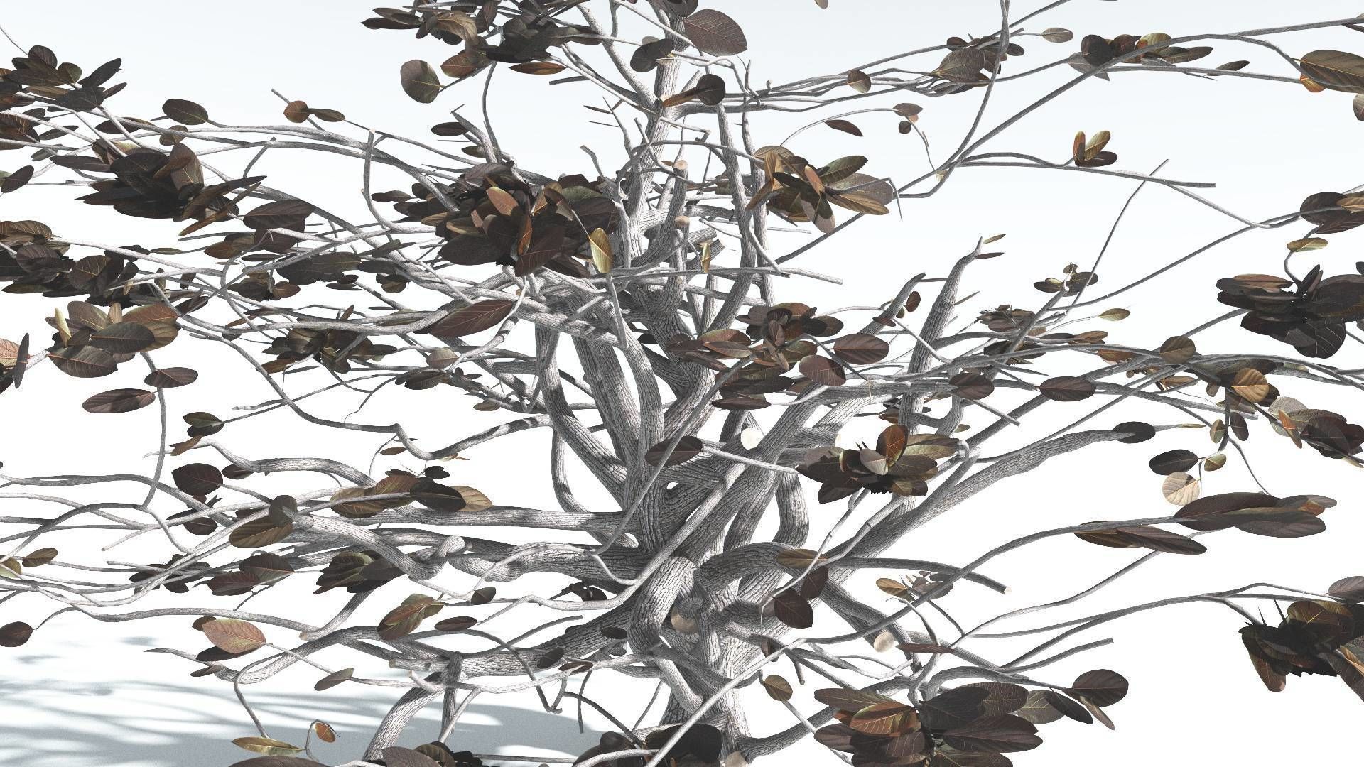 EVERYPlant Tree Heliotrope 3 --14 Models-- 3D model_16