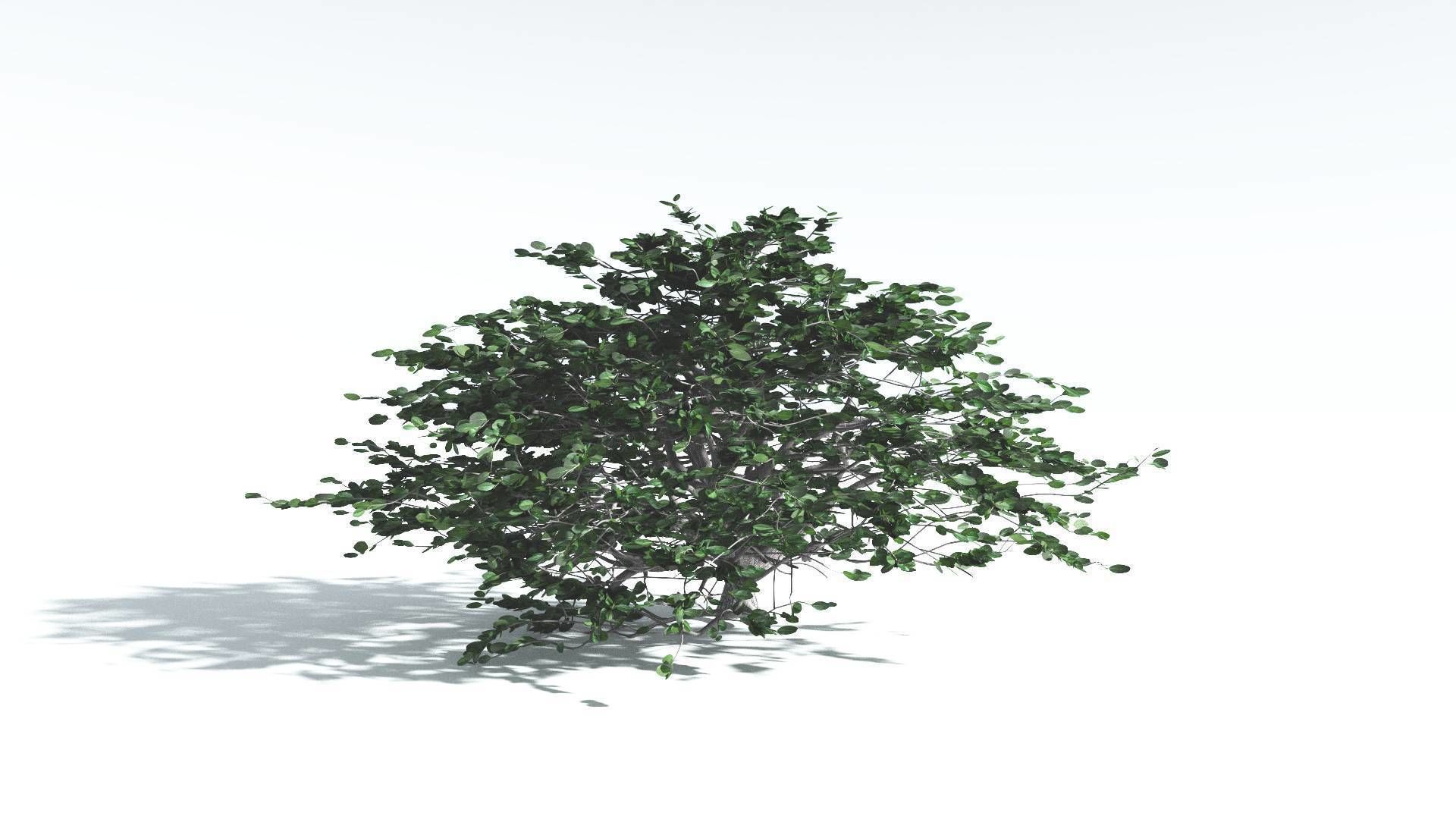 EVERYPlant Tree Heliotrope 3 --14 Models-- 3D model_11