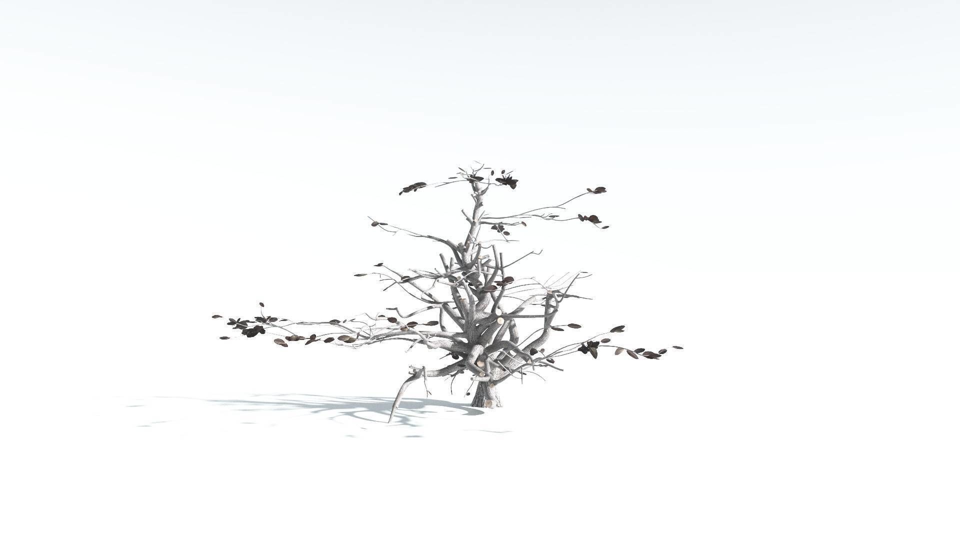 EVERYPlant Tree Heliotrope 3 --14 Models-- 3D model_17