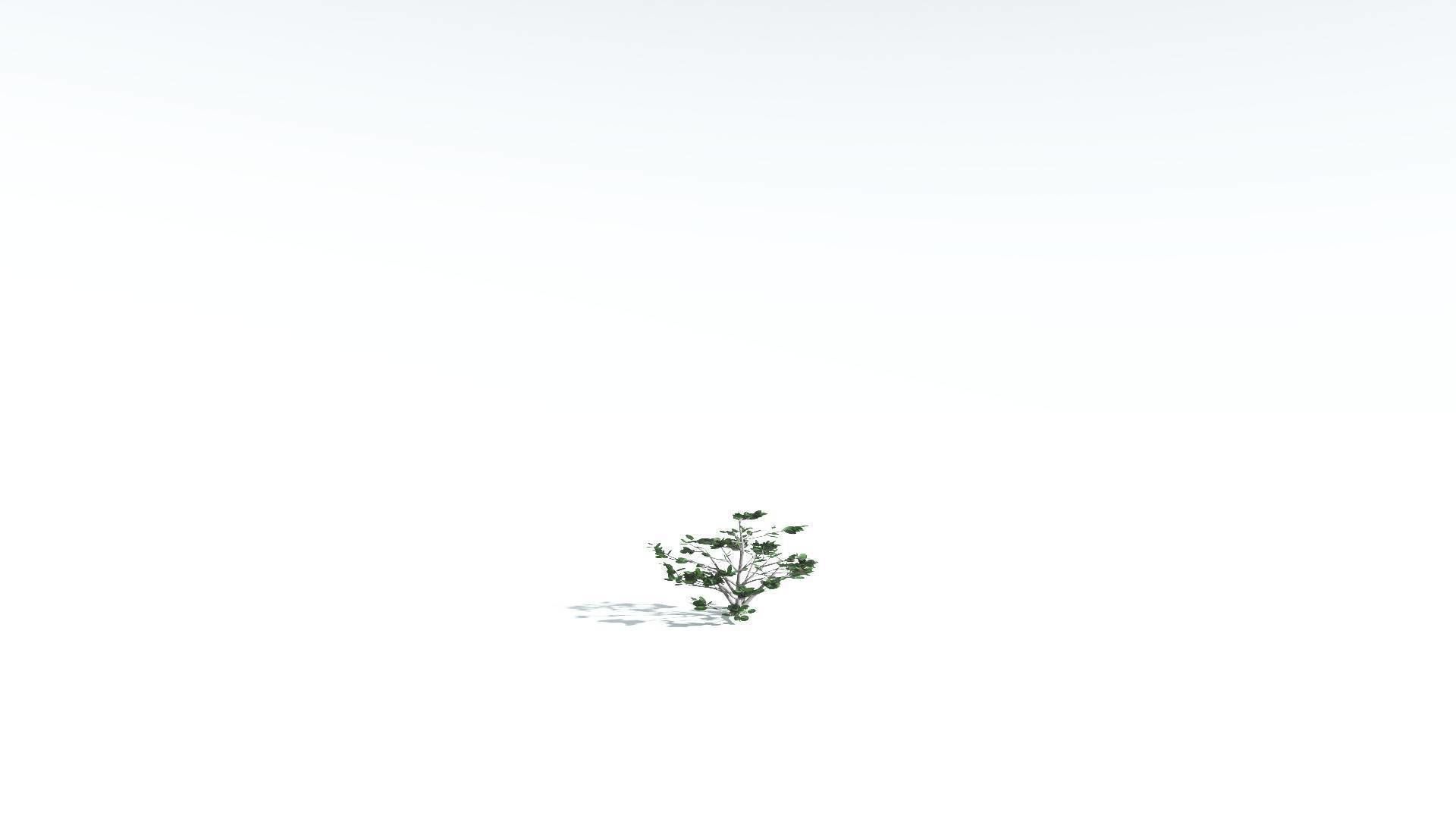 EVERYPlant Tree Heliotrope 3 --14 Models-- 3D model_25