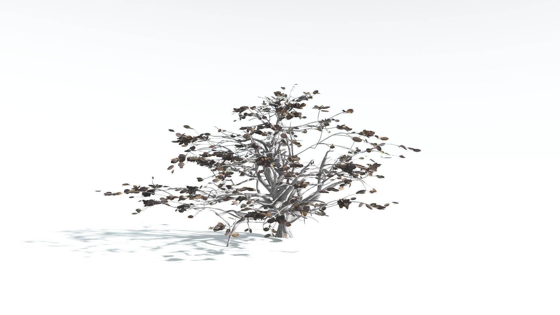 EVERYPlant Tree Heliotrope 3 --14 Models-- 3D model_15