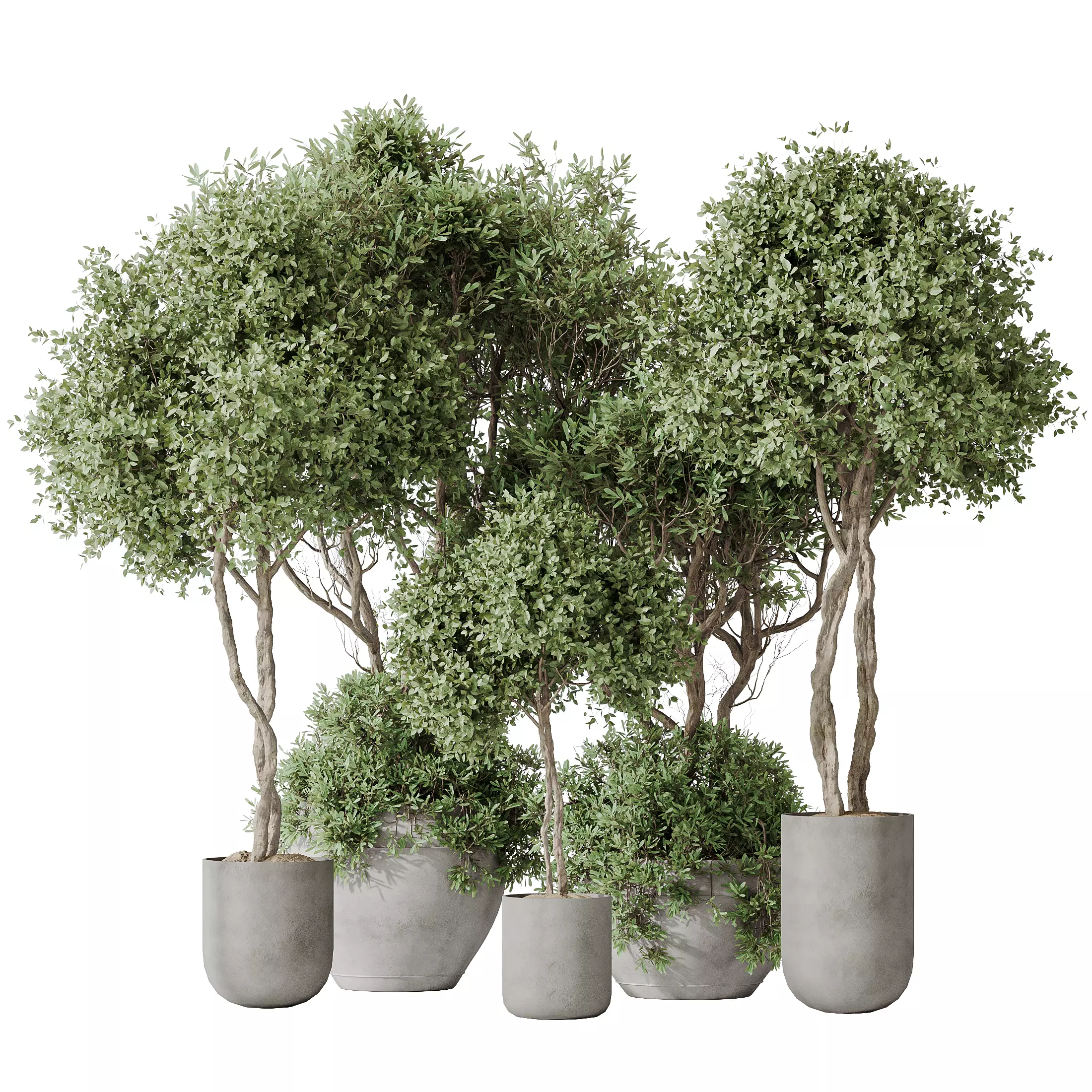 Indoor plants set 90 Mission Kalamata Leccino Arbequina Olive 3D model_0