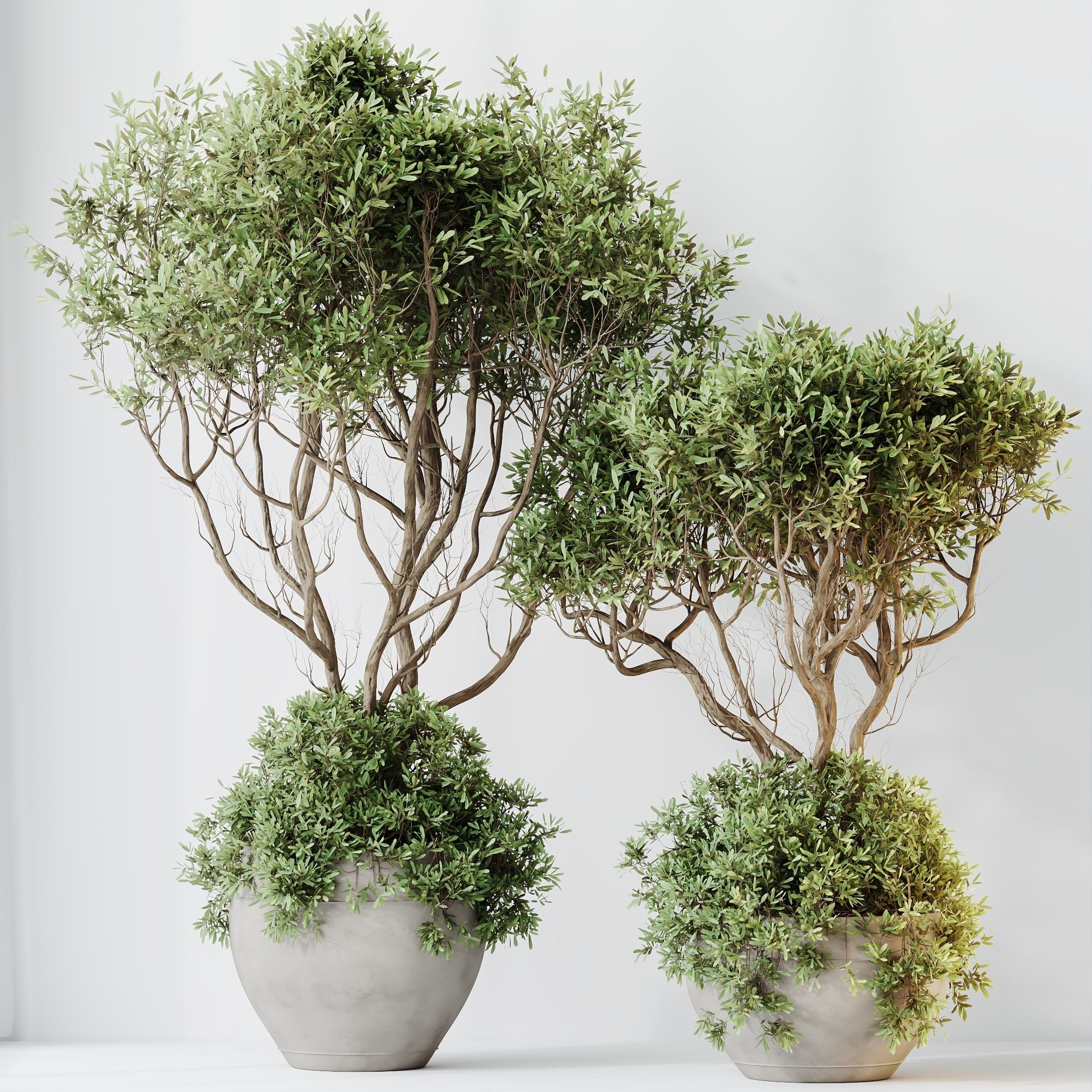 Indoor plants set 90 Mission Kalamata Leccino Arbequina Olive 3D model_7