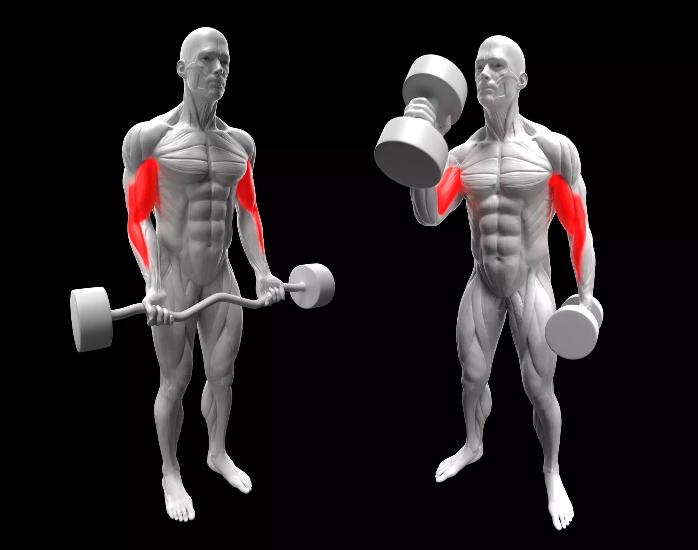 Biceps Exercise Pack - Hammer Curl - EZ Bar Curl 3D model