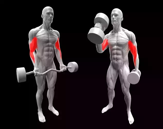 Biceps Exercise Pack - Hammer Curl - EZ Bar Curl