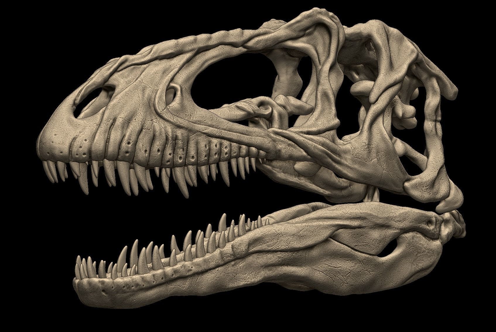Acrocanthosaurus skull 3D print model_1