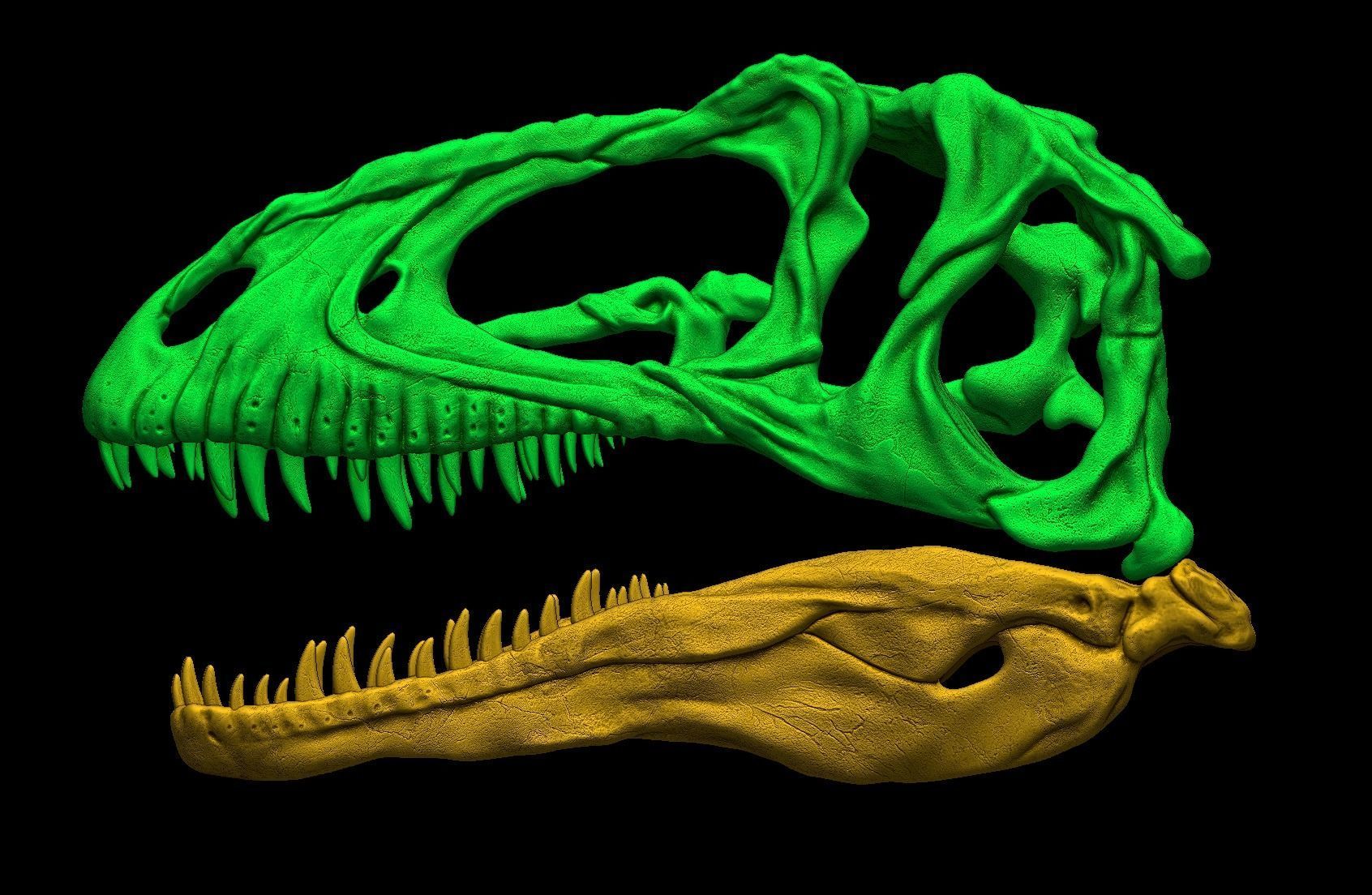 Acrocanthosaurus skull 3D print model_7