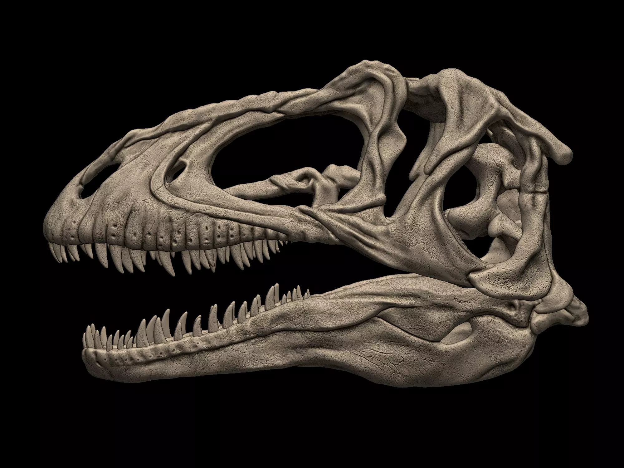 Acrocanthosaurus skull 3D print model