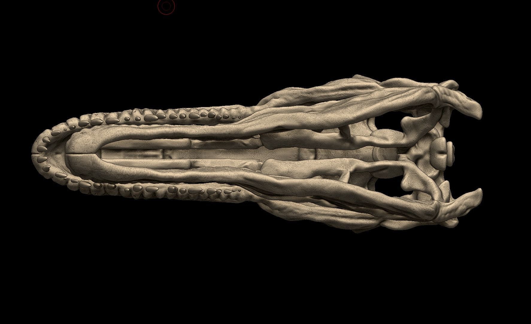 Acrocanthosaurus skull 3D print model_4