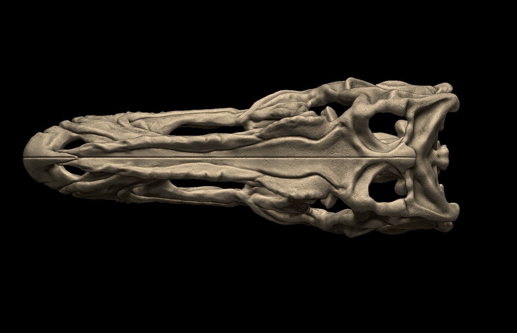 Acrocanthosaurus skull 3D print model_3