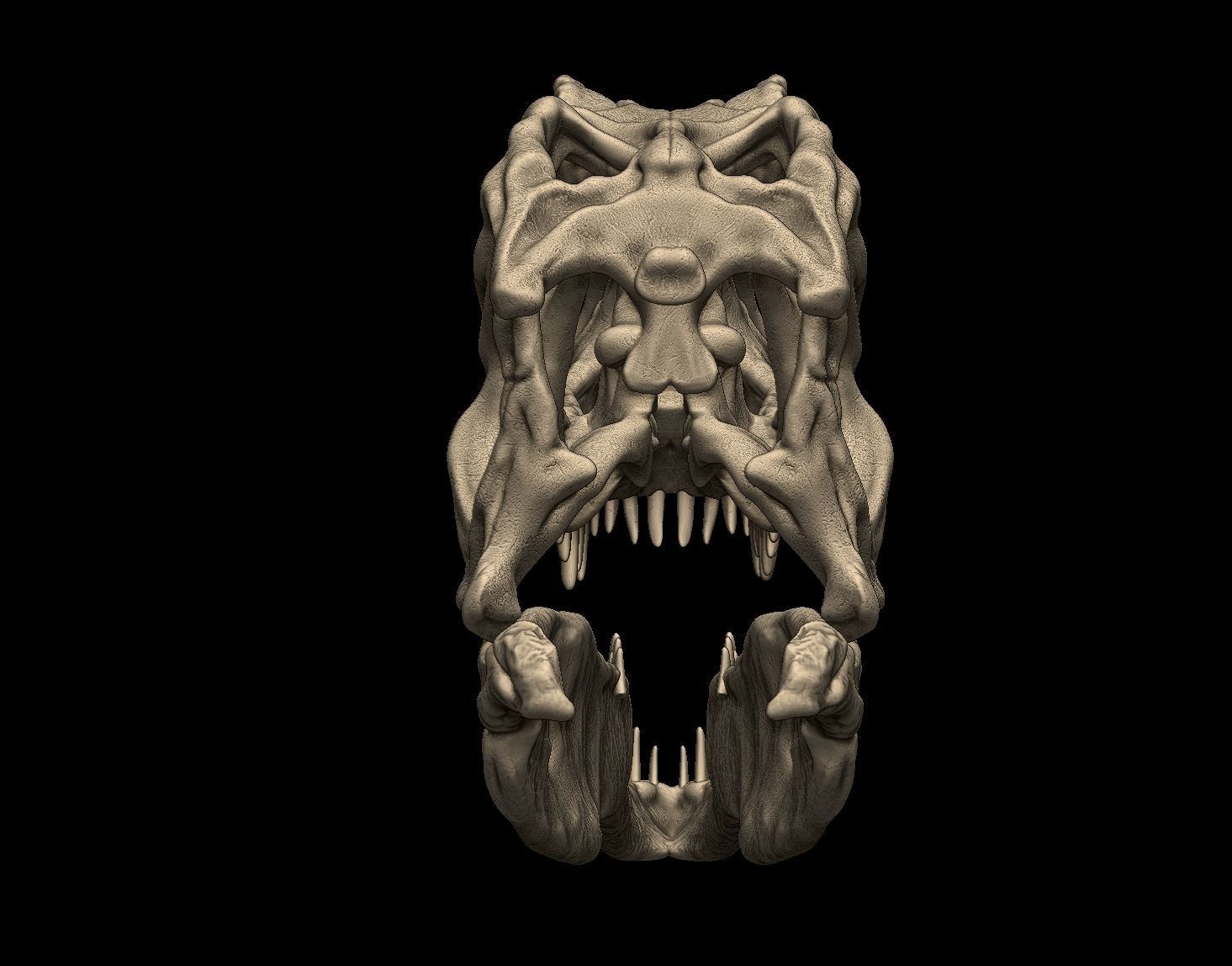 Acrocanthosaurus skull 3D print model_5