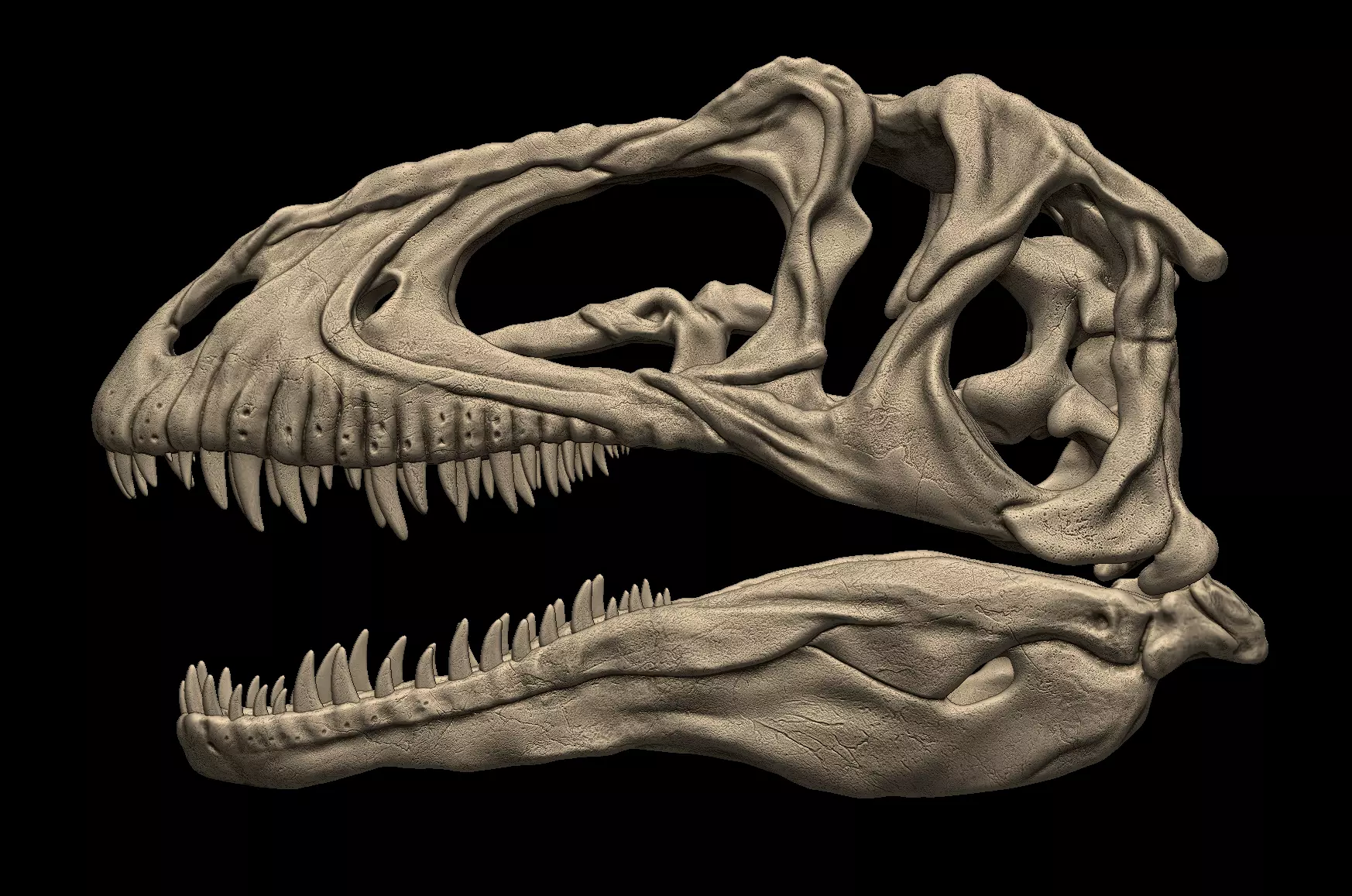 Acrocanthosaurus skull 3D print model_0