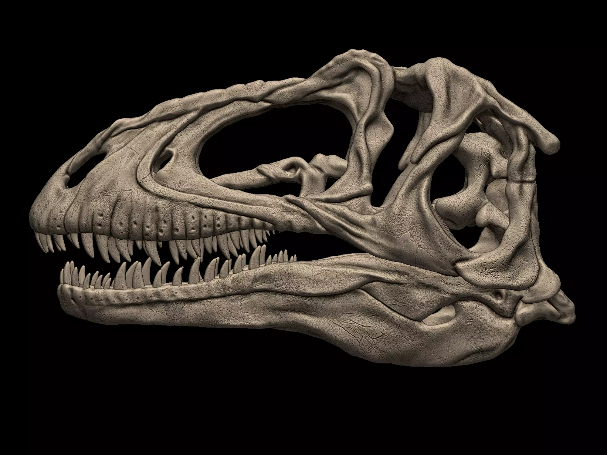 Acrocanthosaurus skull 3D model 3D printable | CGTrader