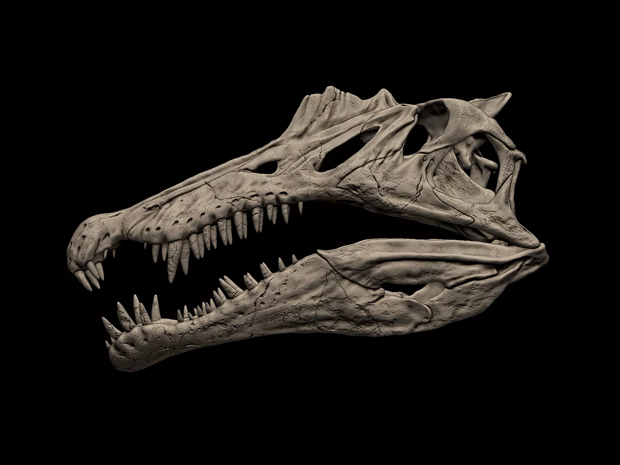 Spinosaurus Skull 3D print model