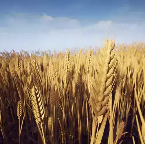 3D model Wheat photorealistic Low-poly 3D model