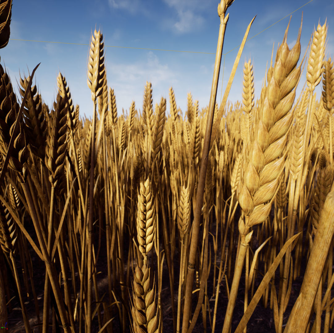 3D model Wheat photorealistic Low-poly 3D model_5