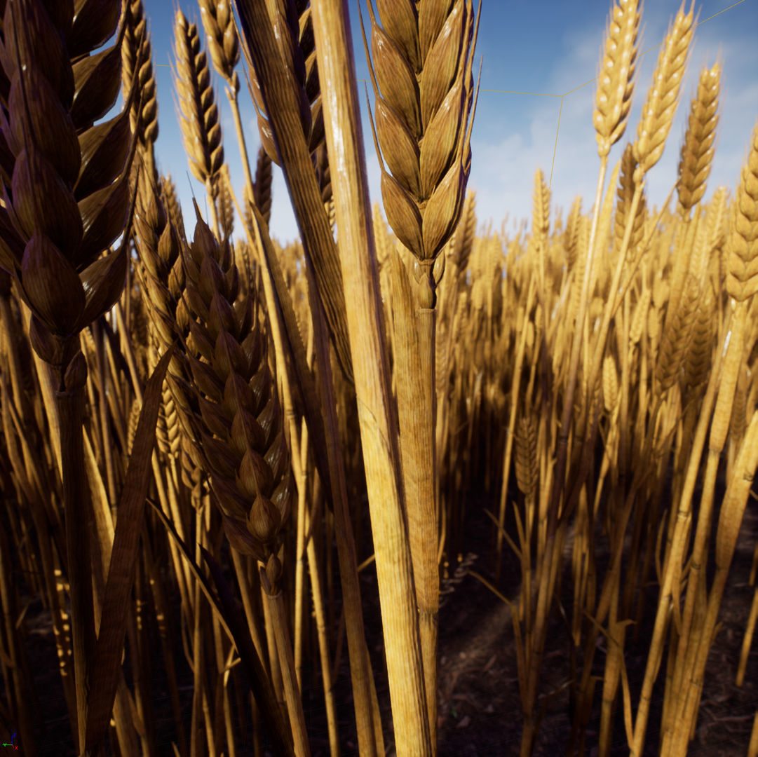 3D model Wheat photorealistic Low-poly 3D model_4