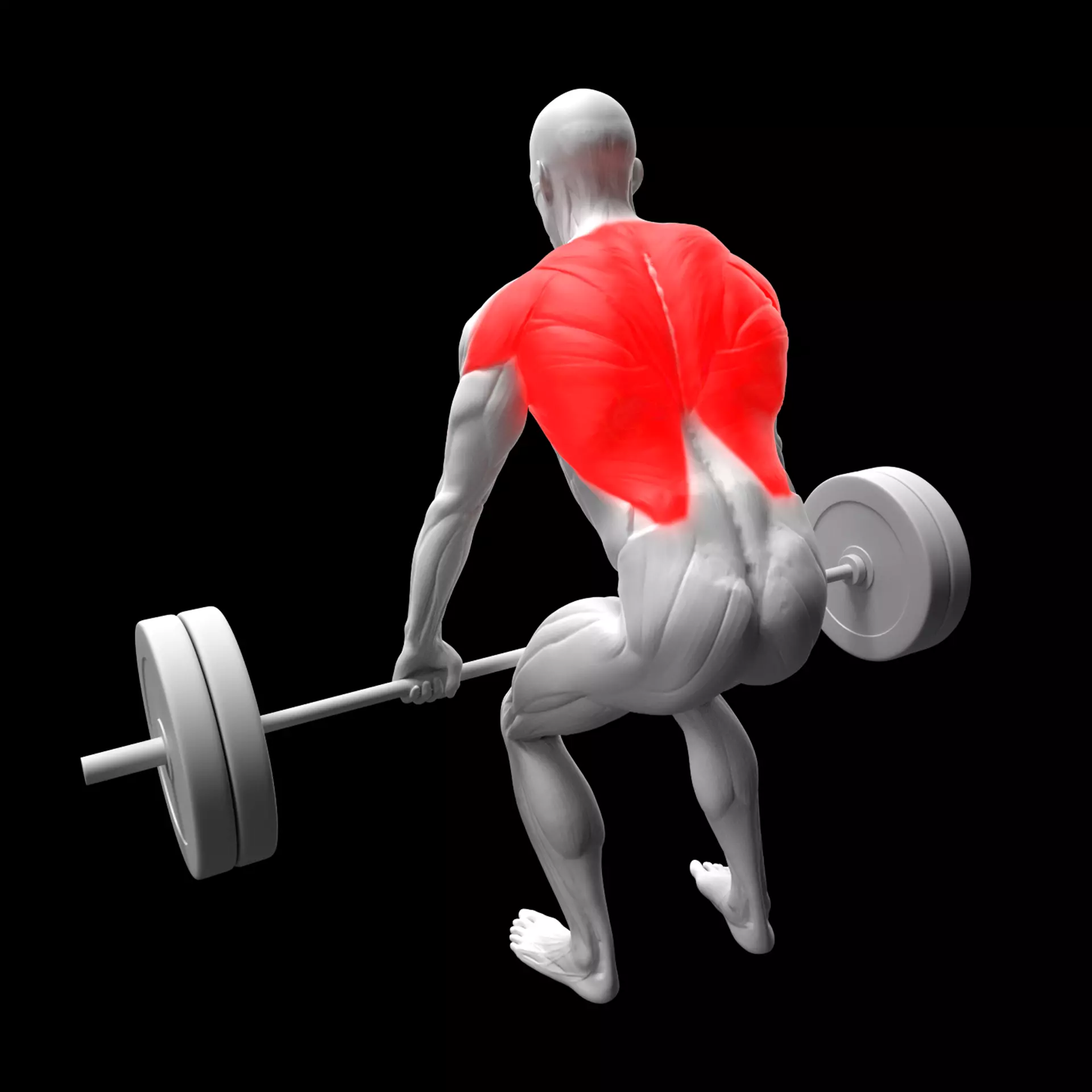 Barbell Row 3D model_0