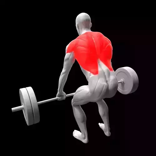 Barbell Row 3D model