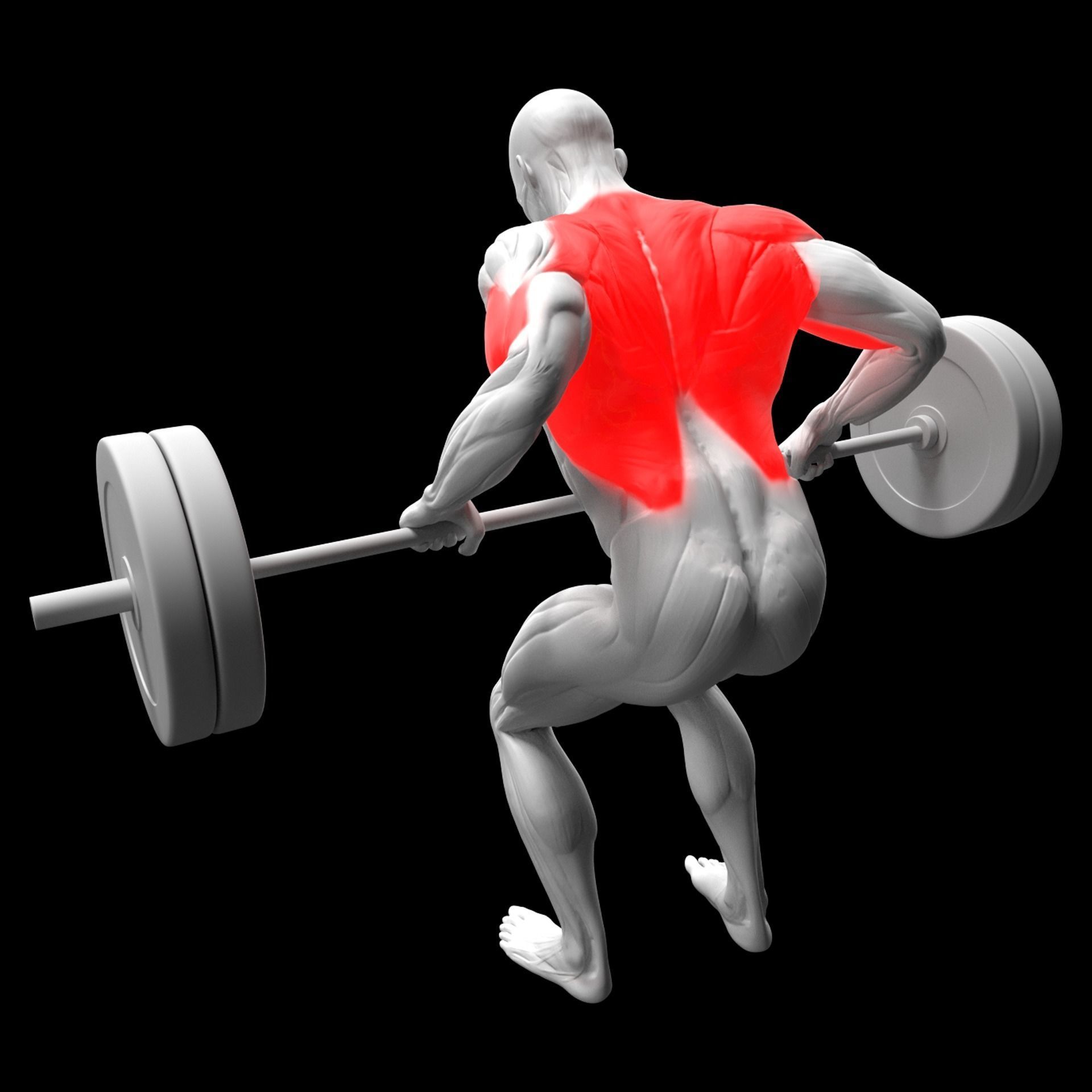 Barbell Row 3D model_2