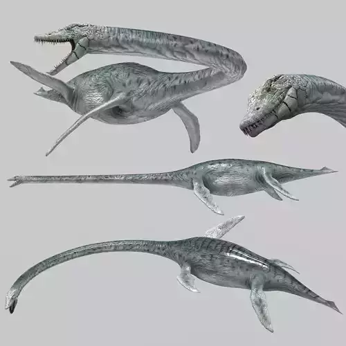 Real Plesiosaur Elasmosaur - 8K 3D model
